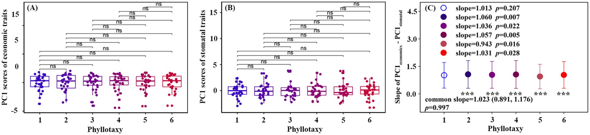 Three graphs compare various aspects of phyllotaxy. Graph (A) shows box plots of PC1 scores of economic traits across six phyllotaxy positions, with all comparisons marked as non-significant (ns). Graph (B) displays box plots of PC1 scores of stomatal traits for the same positions, also marked ns. Graph (C) depicts slopes of PC1 differences, with distinct colors for each position and significance marked by asterisks. Common slope is given with a confidence interval.