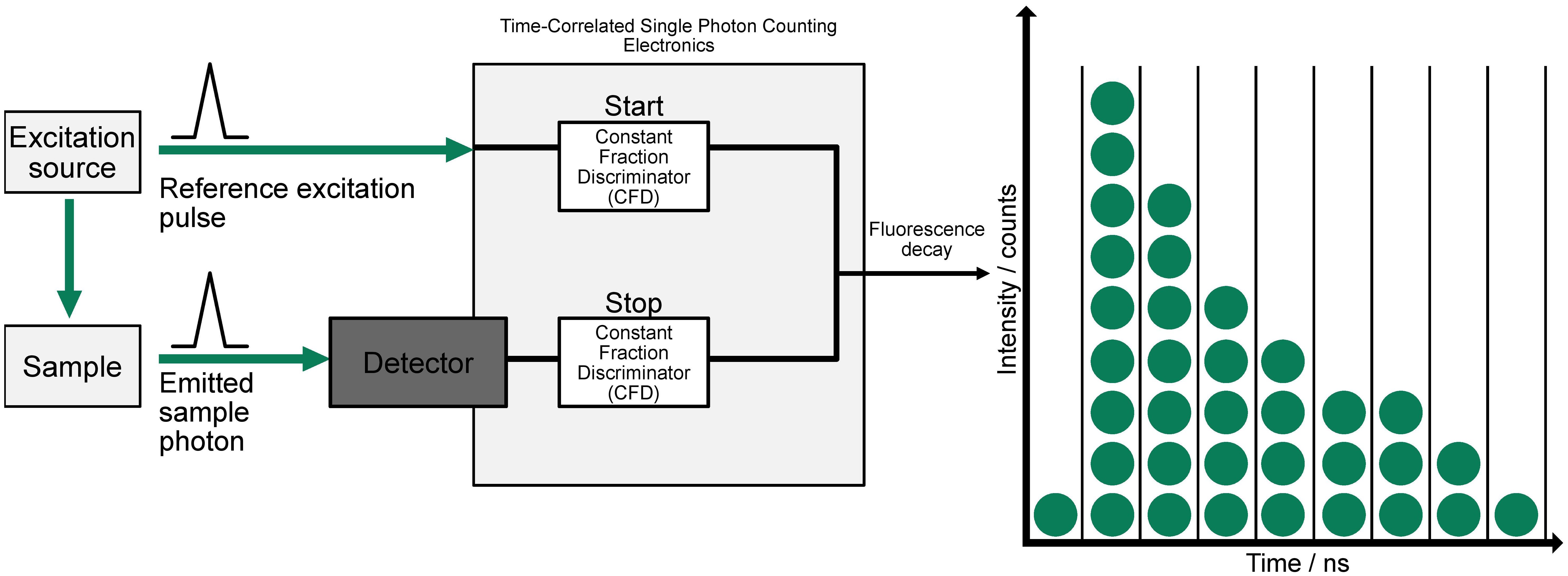 Diagram illustrating a time-correlated single photon counting setup. An excitation source sends a pulse to a sample, which emits photons detected by a detector. The reference excitation pulse and emitted photon trigger start and stop signals in constant fraction discriminators. The fluorescence decay is shown on a graph plotting intensity (counts) against time in nanoseconds with descending green circles.