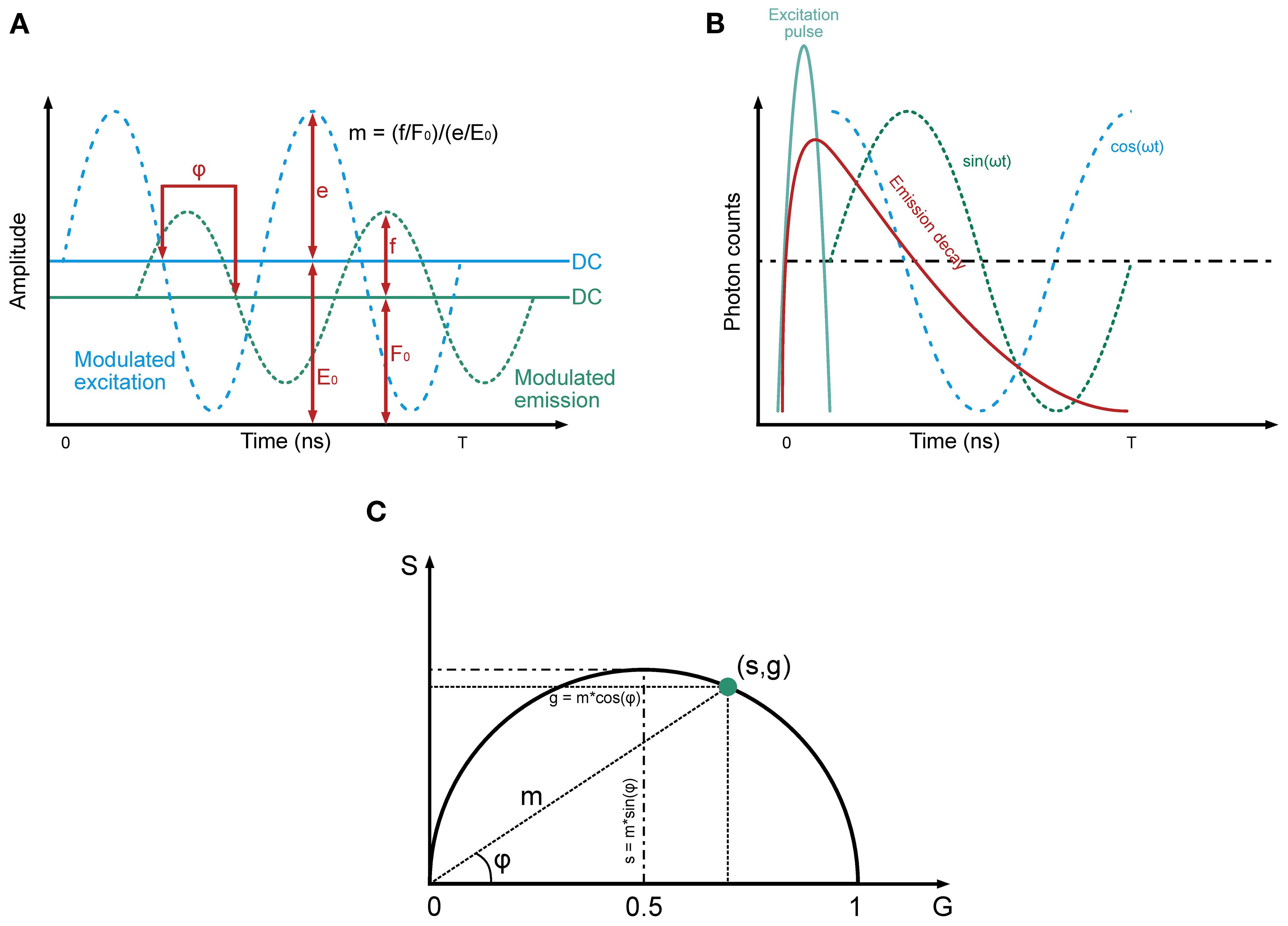 Diagram showcasing three panels labeled A, B, and C. Panel A depicts modulated excitation and emission waves with amplitude versus time, highlighting parameters like phi (φ). Panel B shows photon counts against time, illustrating excitation pulse and emission decay. Panel C features a semicircle with angles and coordinates labeled, illustrating relationships between S and G variables.
