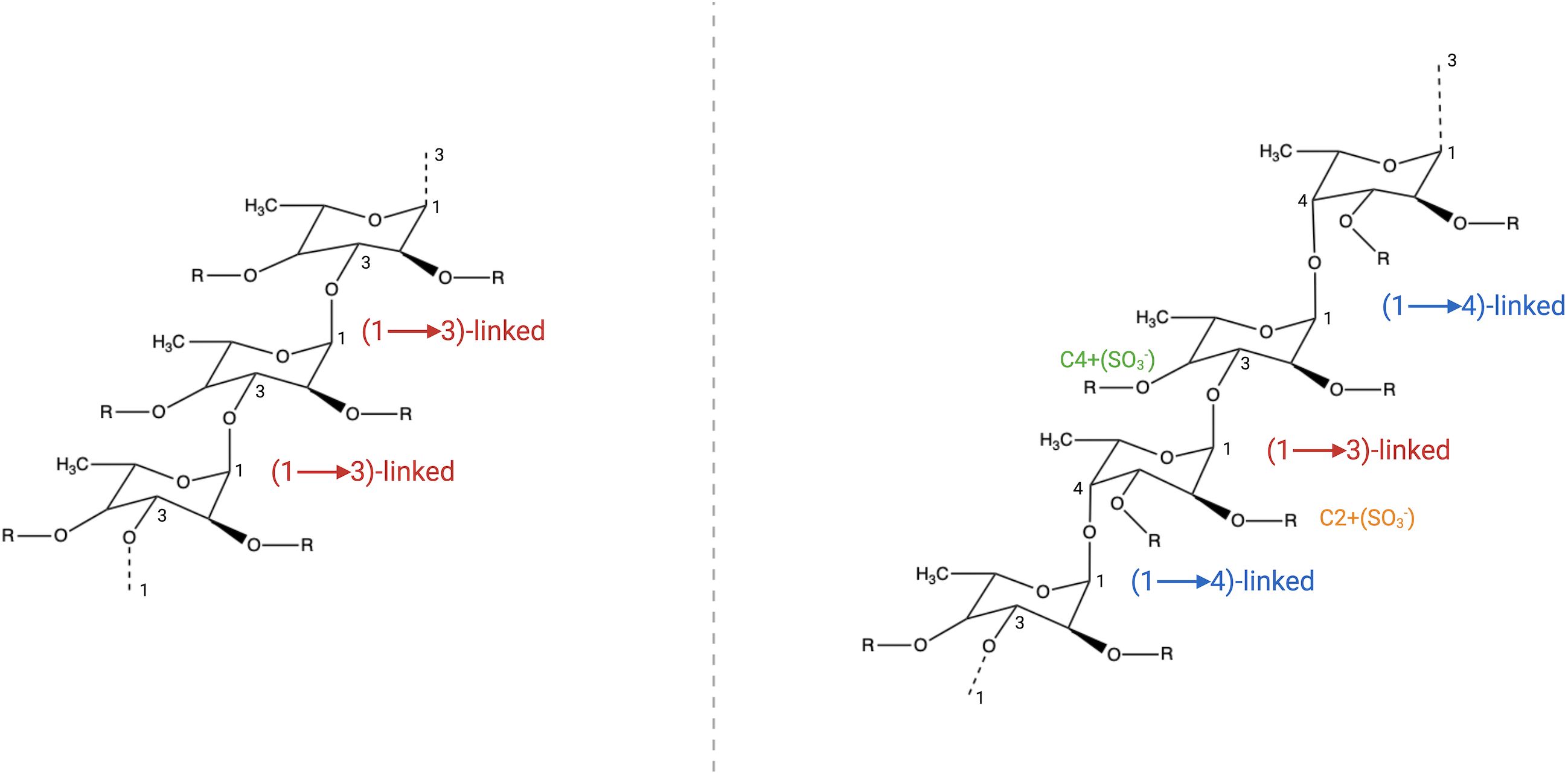Two diagrams compare sulfated polysaccharide structures. The left diagram shows three carbohydrate units linked by (1→3) bonds in red. The right diagram features four units with (1→4) and (1→3) bonds in blue and red, respectively, and includes sulfation at C4 and C2 with (SO₃), indicated in green and orange.