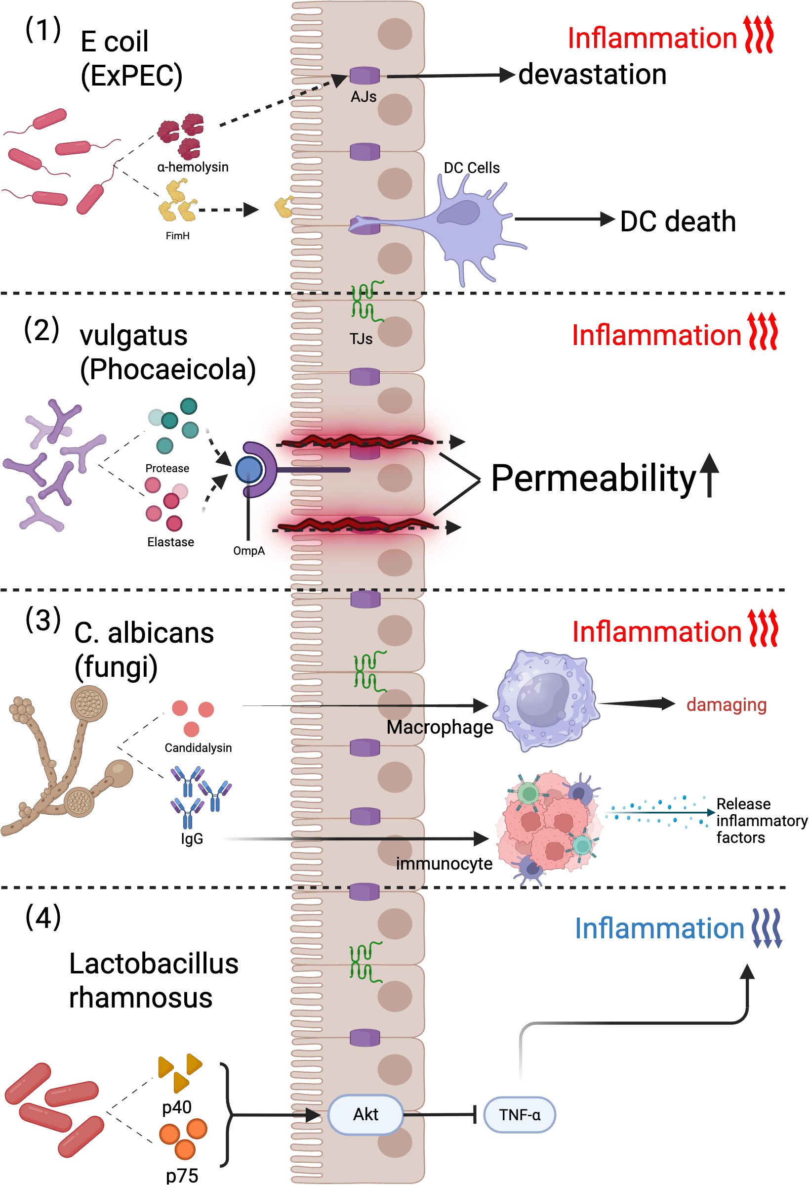 Diagram illustrating the effects of different microorganisms on intestinal cells. (1) E. coli causes inflammation and cell devastation. (2) Phocaeicola vulgatus increases permeability via protease and elastase, causing inflammation. (3) C. albicans prompts macrophage activity and immune response, leading to inflammation. (4) Lactobacillus rhamnosus reduces inflammation via p40 and p75 affecting Akt and TNF-alpha pathways.
