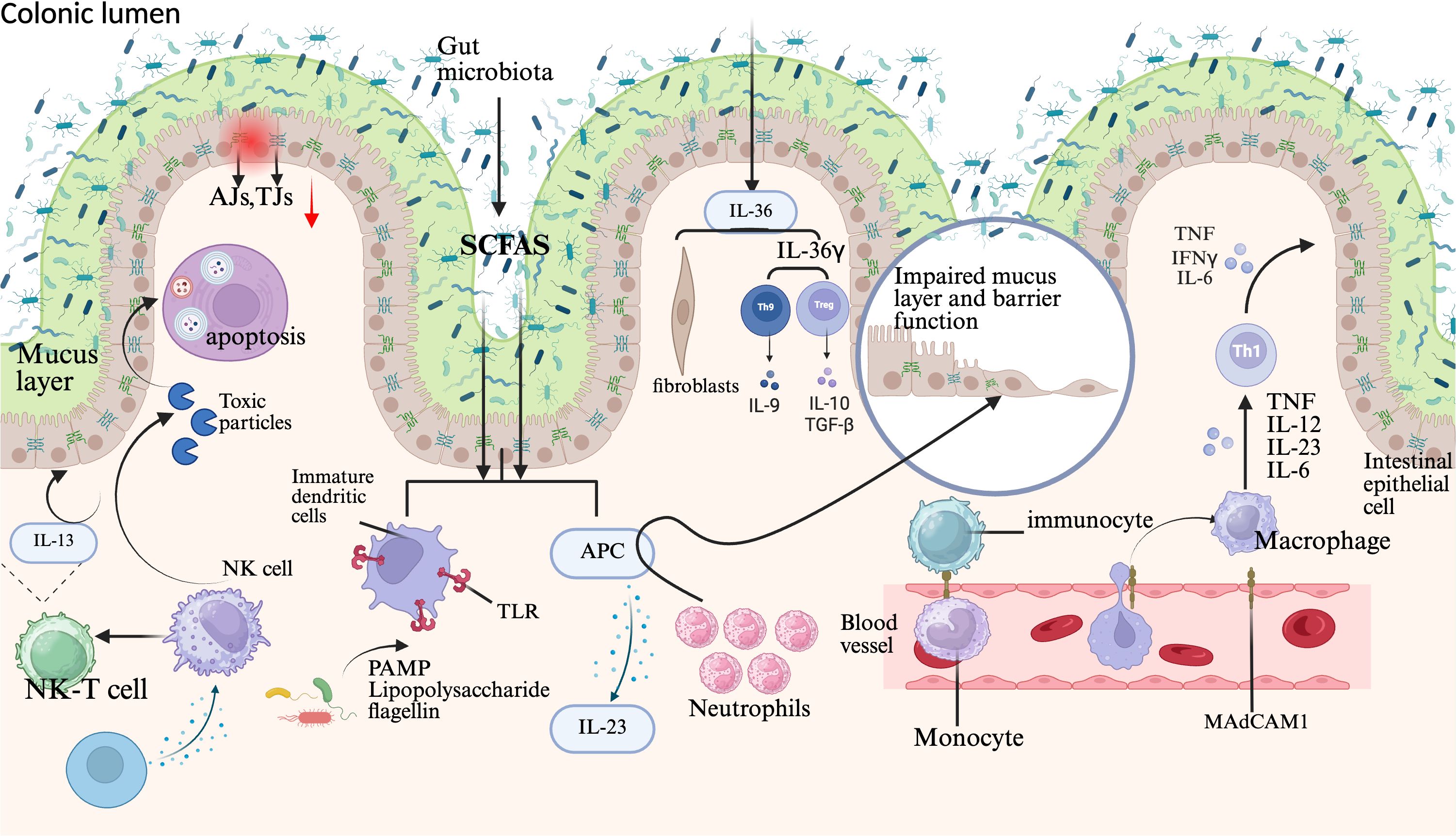 Diagram illustrating the interactions within the colonic lumen, showing gut microbiota, mucus layers, immune cells, cytokines, and signaling pathways. It highlights gut barrier impairment, apoptosis, inflammatory cytokines like TNF and IL-6, and cellular components such as NK cells, macrophages, and neutrophils. Key elements include tight junctions, immature dendritic cells, monocytes, and influencing cytokines like IL-13 and IL-23. The image connects these elements to inflammation and barrier dysfunction in intestinal epithelial cells.