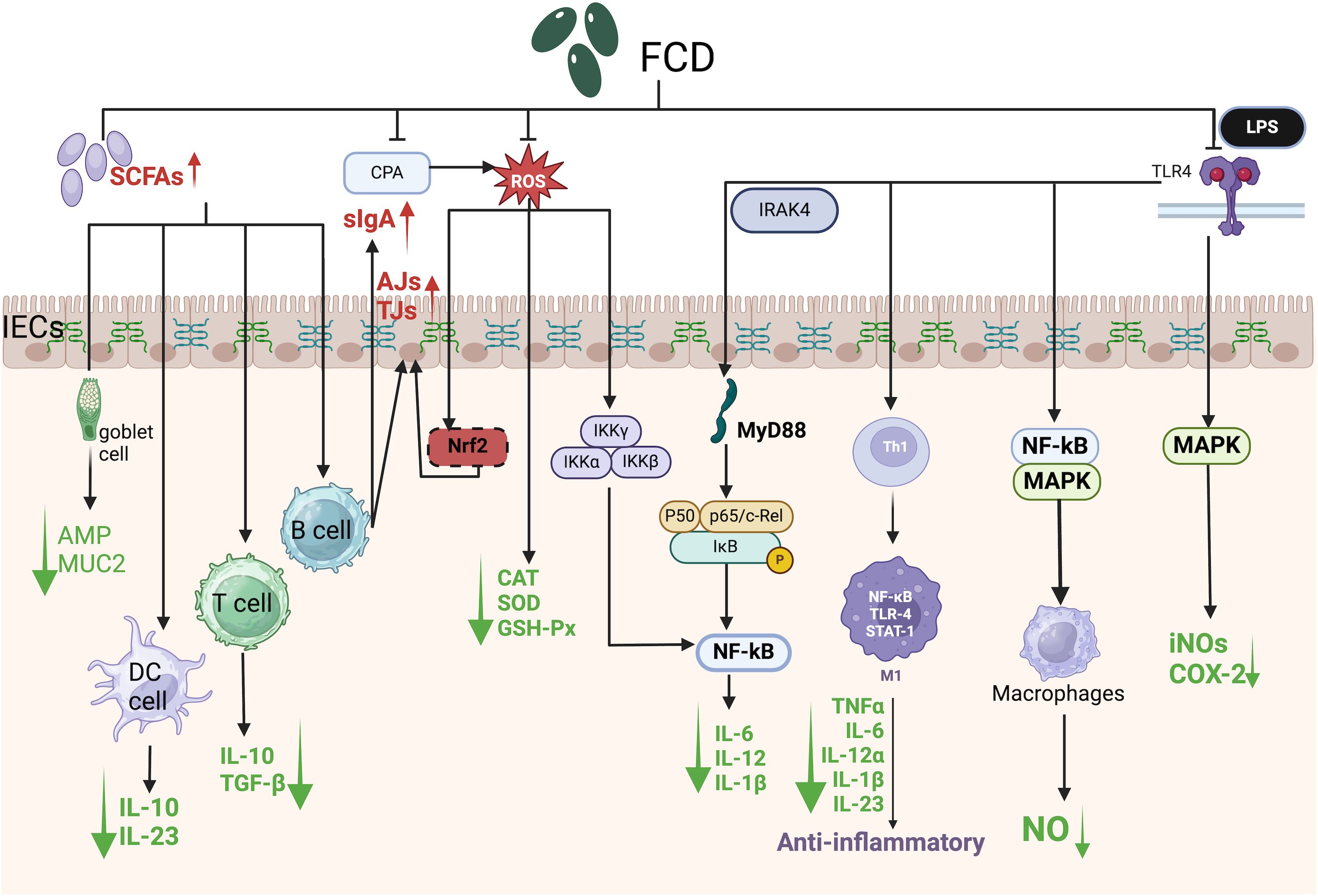 Diagram illustrating the effects of FCD on intestinal epithelial cells (IECs) and immune responses. It shows pathways involving SCFAs, CPA, and ROS promoting processes like sIgA production and ROS signaling via TLR4. Pathways lead to various immune cell activations including B cells, T cells, and macrophages. Key molecules like IRAK4, MyD88, NF-kB, MAPK, and others are highlighted. Outcomes include anti-inflammatory effects and modulation of cytokines such as IL-10, IL-6, and TNFα. The diagram emphasizes the complexity of immune regulation in response to FCD.