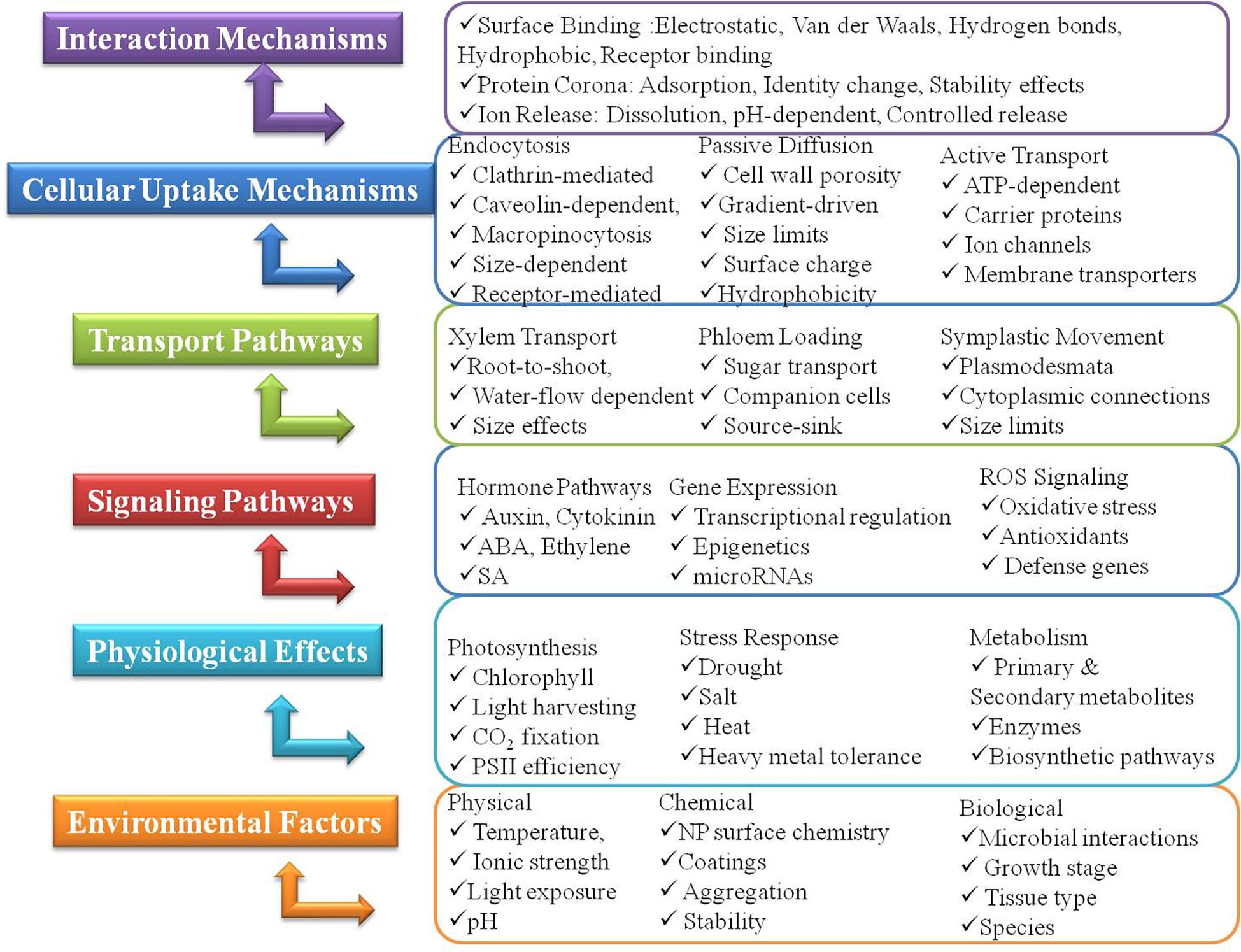 Flowchart depicting mechanisms affecting processes, divided into six categories: Interaction Mechanisms, Cellular Uptake Mechanisms, Transport Pathways, Signaling Pathways, Physiological Effects, and Environmental Factors. Each category lists specific elements such as surface binding, endocytosis, xylem transport, hormone pathways, photosynthesis, and various environmental factors. Each category is color-coded and includes related subpoints.