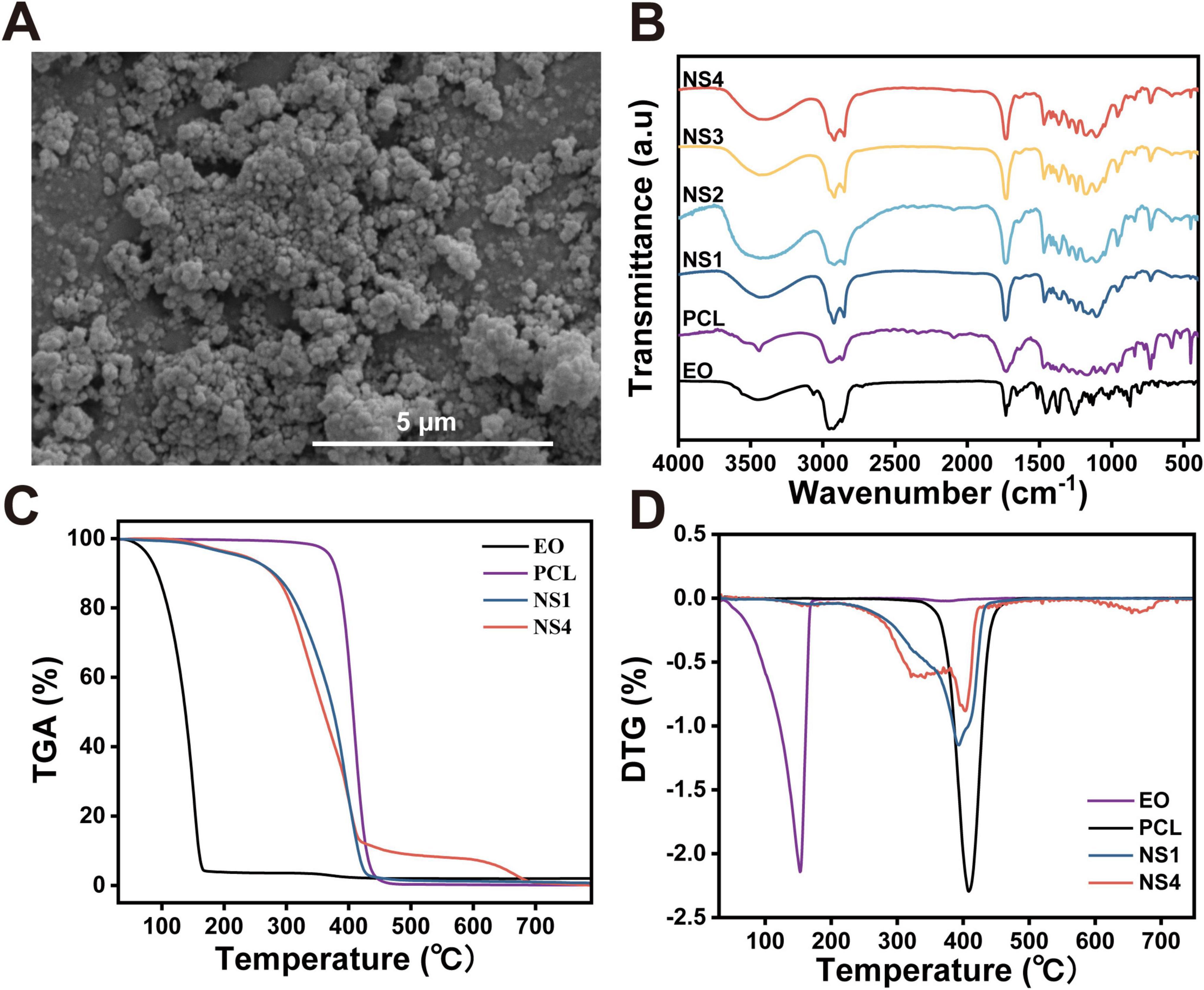 Panel A shows a scanning electron micrograph of SsEO-loaded nanospheres with size scale. Panel B presents FTIR spectra for pure SsEO, PCL, and nanosphere samples NS1 to NS4, across 4000–500 cm−1. Panel C and D show TGA and DTG curves for SsEO, PCL, NS1, and NS4, highlighting thermal stability and degradation profiles by plotting weight loss and derivative weight change against temperature.