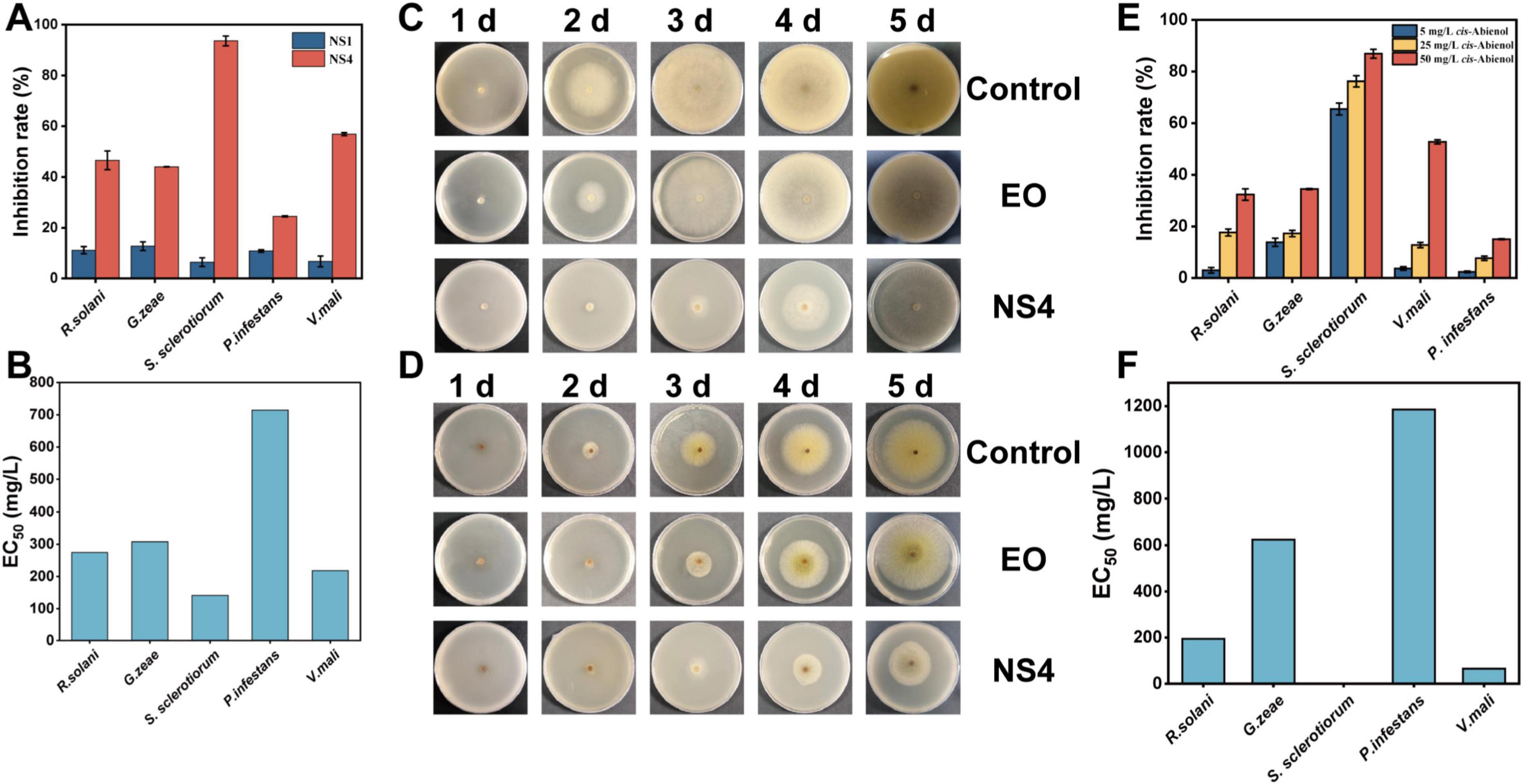 Bar graphs A and E show inhibition rates against plant fungi for NS1, NS4, and cis-abienol, with NS4 showing enhanced activity. Graphs B and F report EC?? values for five fungal species. Panels C and D provide PDA plate images for S. sclerotiorum and V. mali after treatment with control, EO, and NS4, showing clear fungal growth inhibition by NS4.
