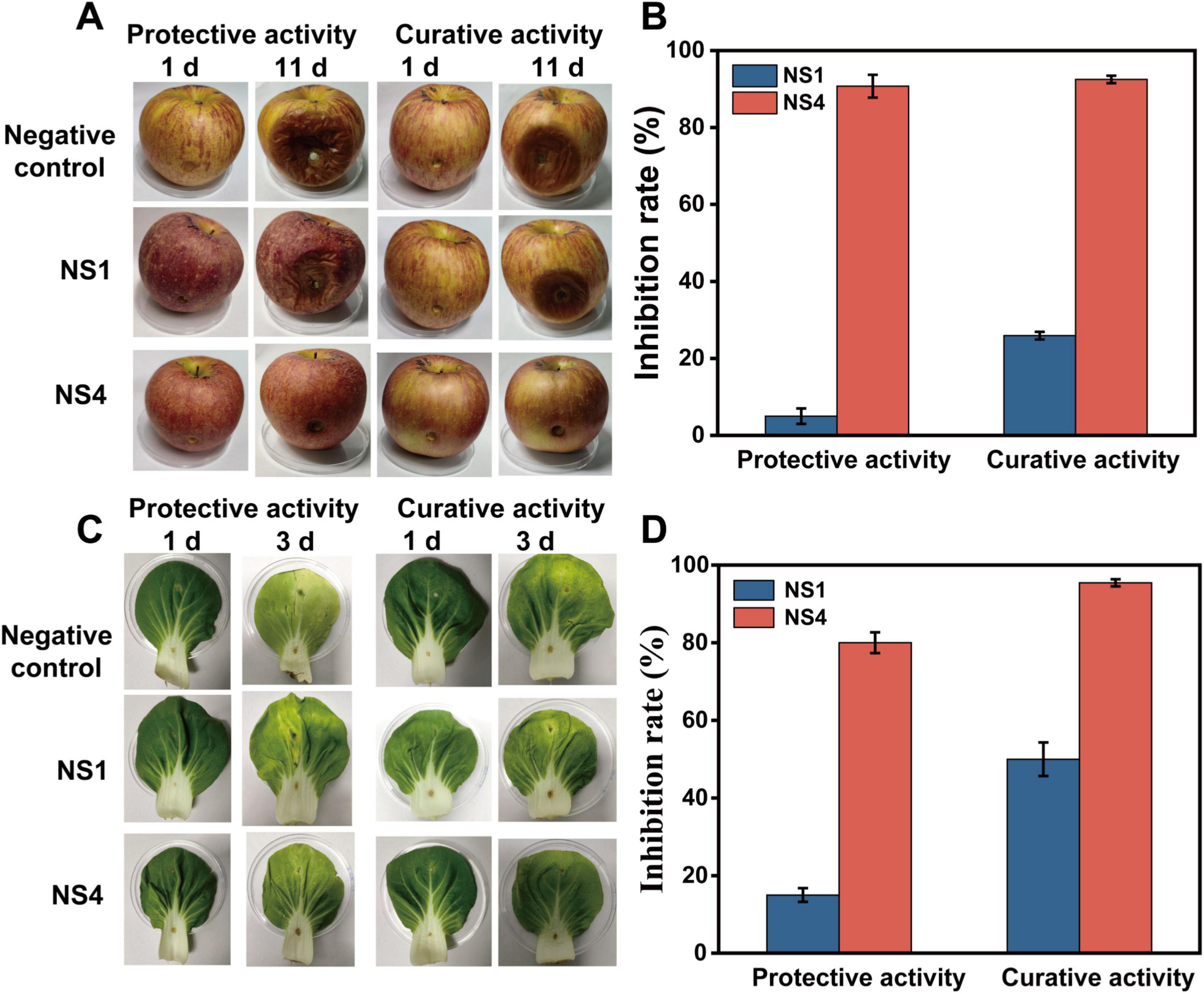 Images in Panels A and C show visible differences in fungal infection symptoms on apples and pakchoi treated with NS1 and NS4. Panels B and D include bar graphs comparing in vivo antifungal efficacy of NS1 and NS4 against V. mali and S. sclerotiorum. NS4 consistently shows higher protective and curative inhibition across different time points and plant models.