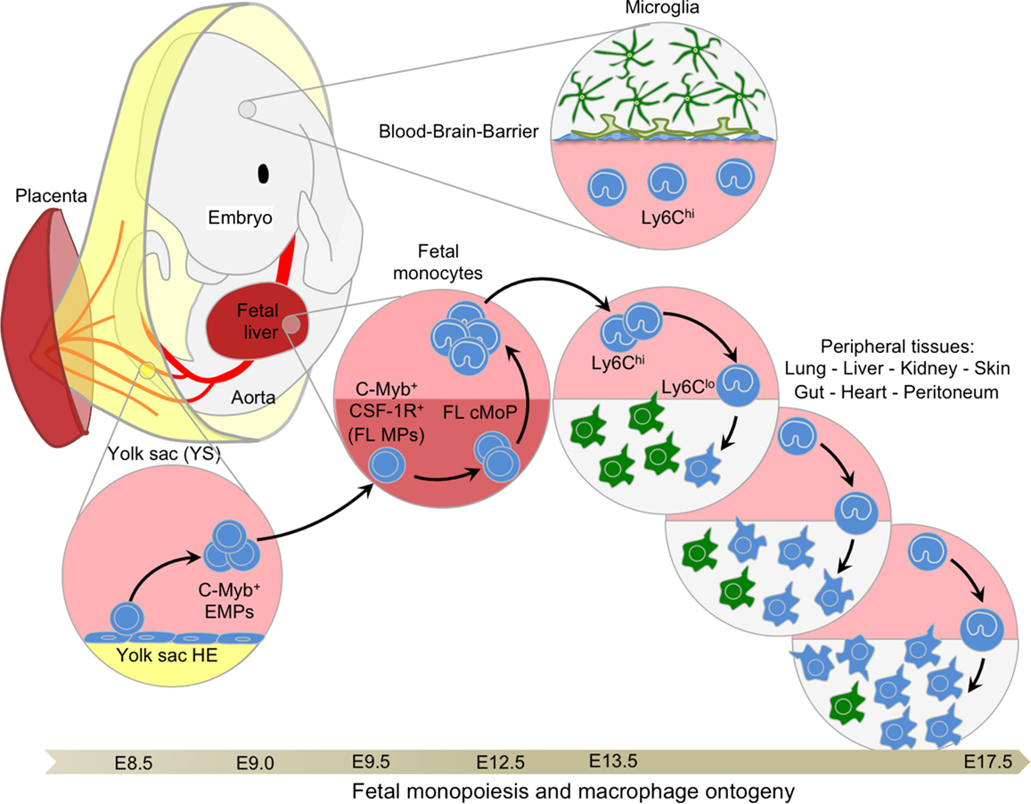 Origin of monocytes and macrophages in a committed progenitor