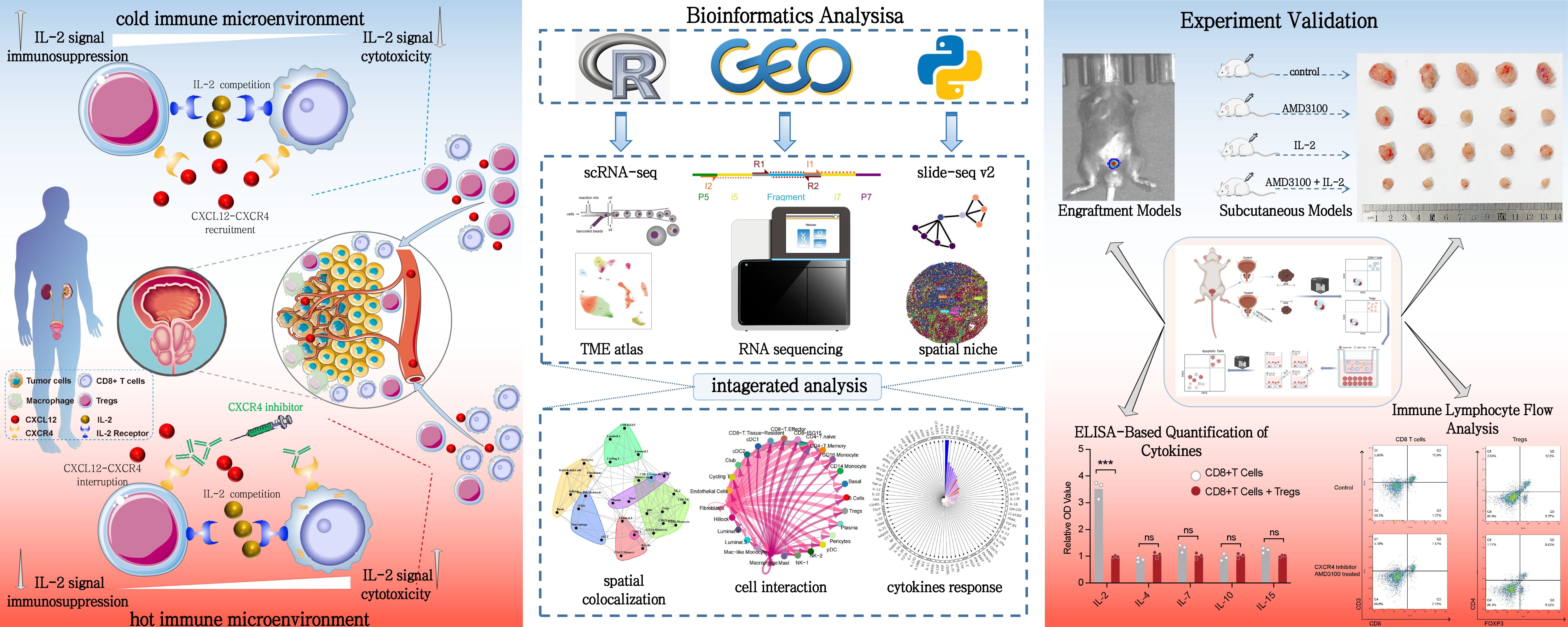 Schematic illustration depicting the analysis of IL-2 signaling in immune microenvironments. It includes representations of cold and hot immune microenvironments, showing interactions among tumor cells, CD8+ T cells, macrophages, and Tregs via CXCL12-CXCR4 pathways. The center panel highlights bioinformatics tools like R, GEO, and Python used for scRNA-seq and spatial niche analysis, leading to integrated analysis and visualization. Experiment validation is conveyed through engraftment and subcutaneous models, cytokines quantification, and immune lymphocyte flow analysis, with graphs and images depicting experimental results.