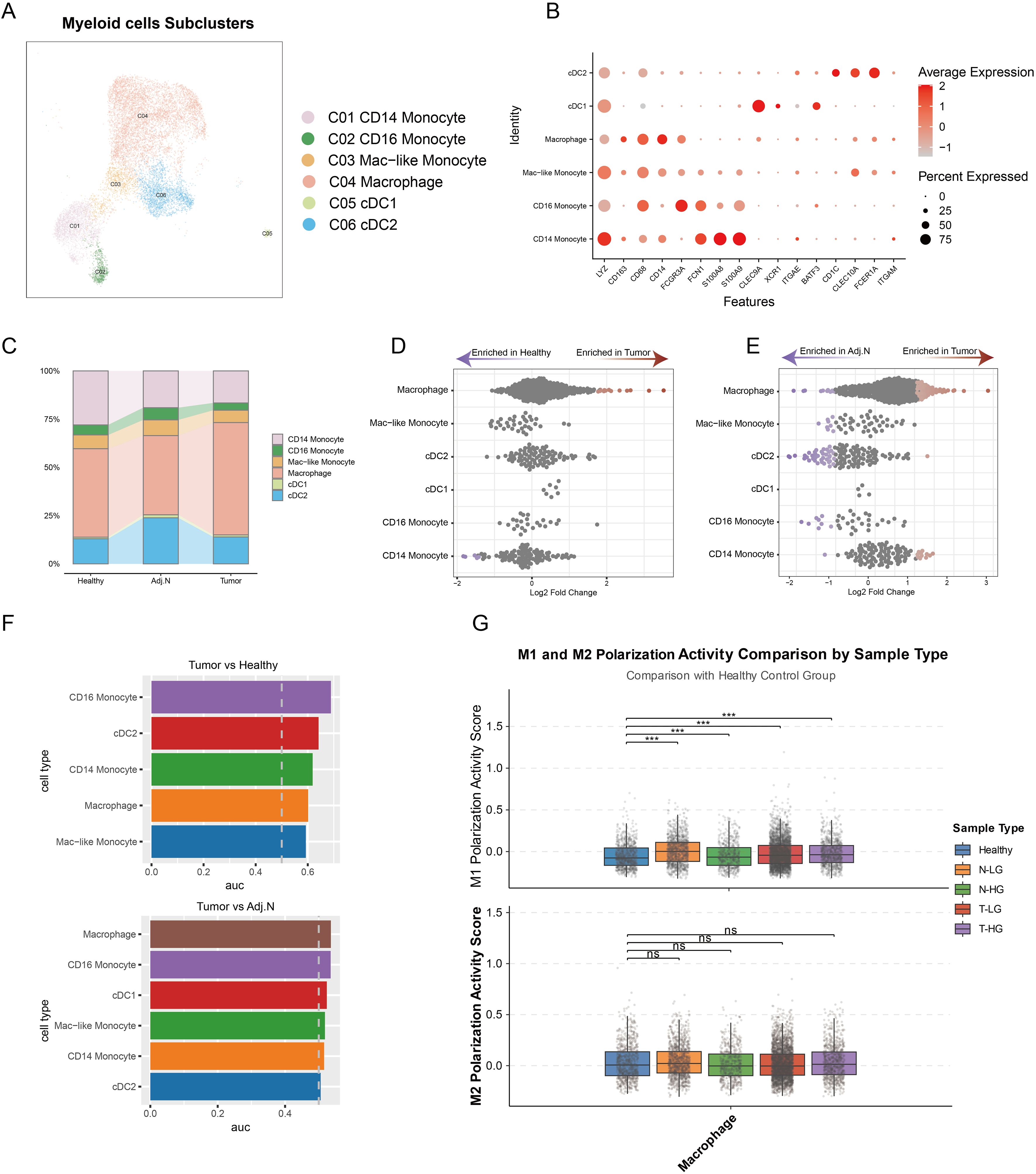 Image depicting various analyses of myeloid cells subclusters. Panel A shows a scatter plot of subclusters labeled C01 to C06, representing different monocyte and macrophage types. Panel B is a bubble chart of average expression levels for each subcluster. Panel C presents a stacked bar chart comparing subcluster compositions in healthy, adjacent normal, and tumor tissues. Panels D and E feature dot plots of subcluster enrichment between healthy, adjacent, and tumor tissues. Panel F consists of bar graphs comparing subcluster performance measures for tumor vs. healthy and adjacent tissues. Panel G provides box plots of M1 and M2 polarization activity scores by sample type.