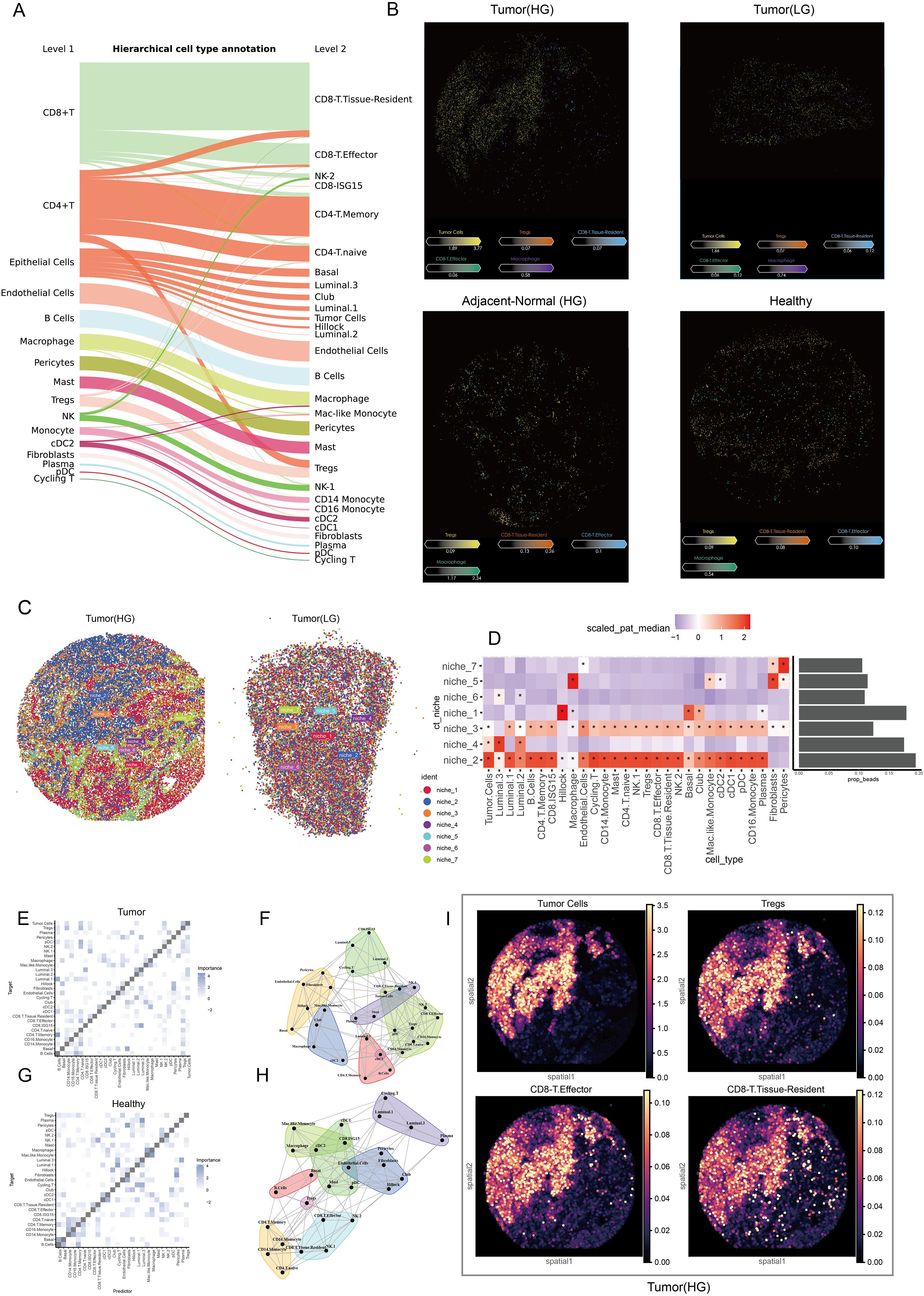 The image contains multiple panels related to cell type analysis. Panel A is a hierarchical cell type annotation Sankey diagram showing different cell categories and subtypes. Panel B displays spatial maps of cell distribution in tumor (HG and LG), adjacent-normal, and healthy tissues. Panel C illustrates cell niches within tumor samples. Panel D presents a heatmap of scaled pat median values across different cell types and niches. Panels E and G show heatmaps for cell interactions in tumor and healthy tissues, respectively. Panels F and H depict network graphs of cell type interactions. Panel I contains visualizations of various cell types in tumor tissues.