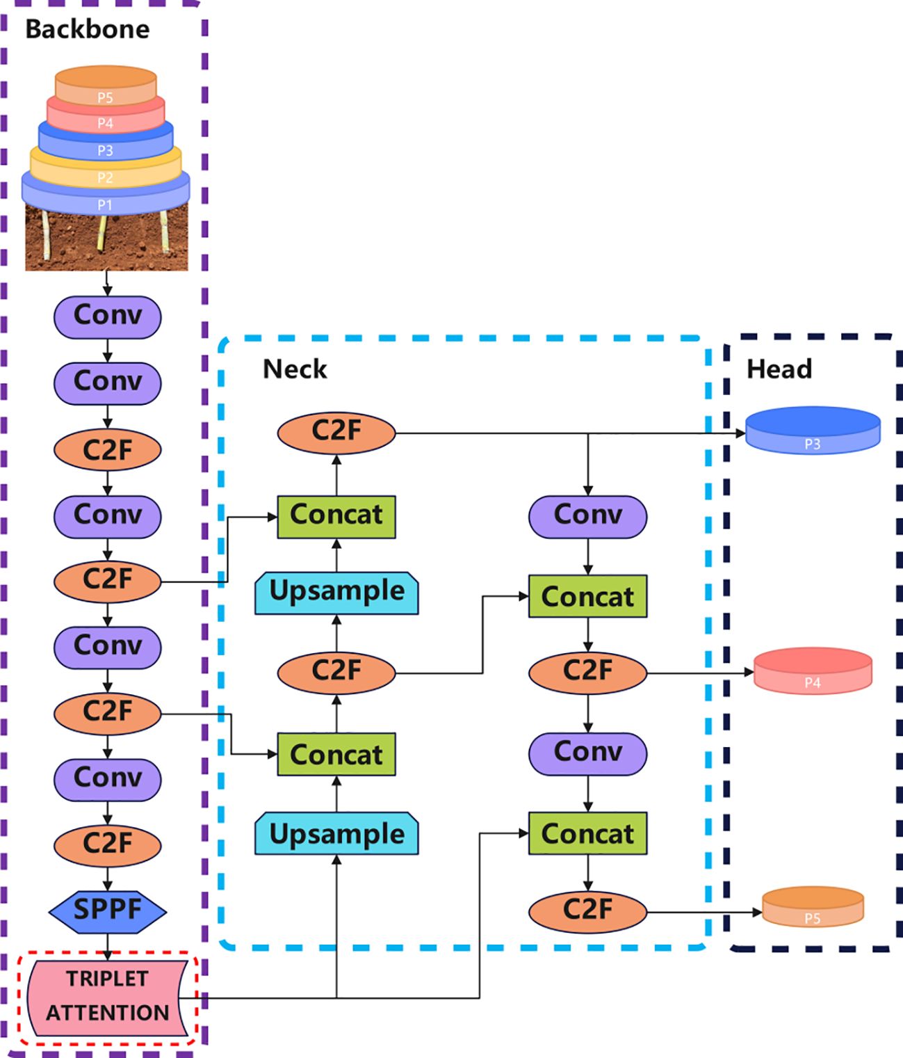 Diagram of a neural network architecture divided into three sections: Backbone, Neck, and Head. The Backbone has stacked layers labeled P1 to P5, followed by Conv and C2F operations, ending with SPPF and Triplet Attention modules. The Neck section includes operations like Conv, C2F, Concat, and Upsample, forming branches leading to the Head section. The Head outputs layers P3, P4, and P5.