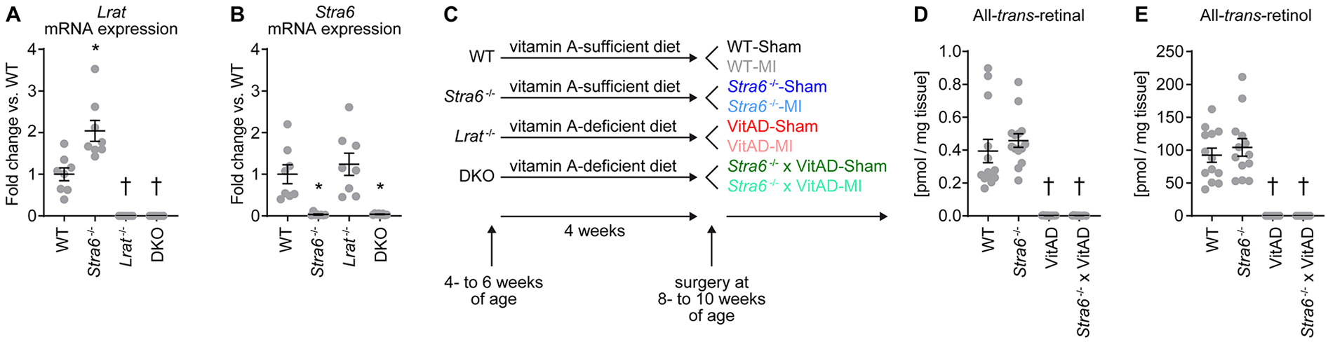 Graphs A and B show mRNA expression of Lrat and Stra6, with fold change vs. WT, highlighting differences in expression across WT, Stra6-/-, Lrat-/-, and DKO groups. Graph C outlines dietary conditions and surgical timeline for different genotypes. Graphs D and E display levels of all-trans-retinal and all-trans-retinol in pmol/mg tissue, comparing WT, Stra6-/-, and vitamin A-deficient groups.