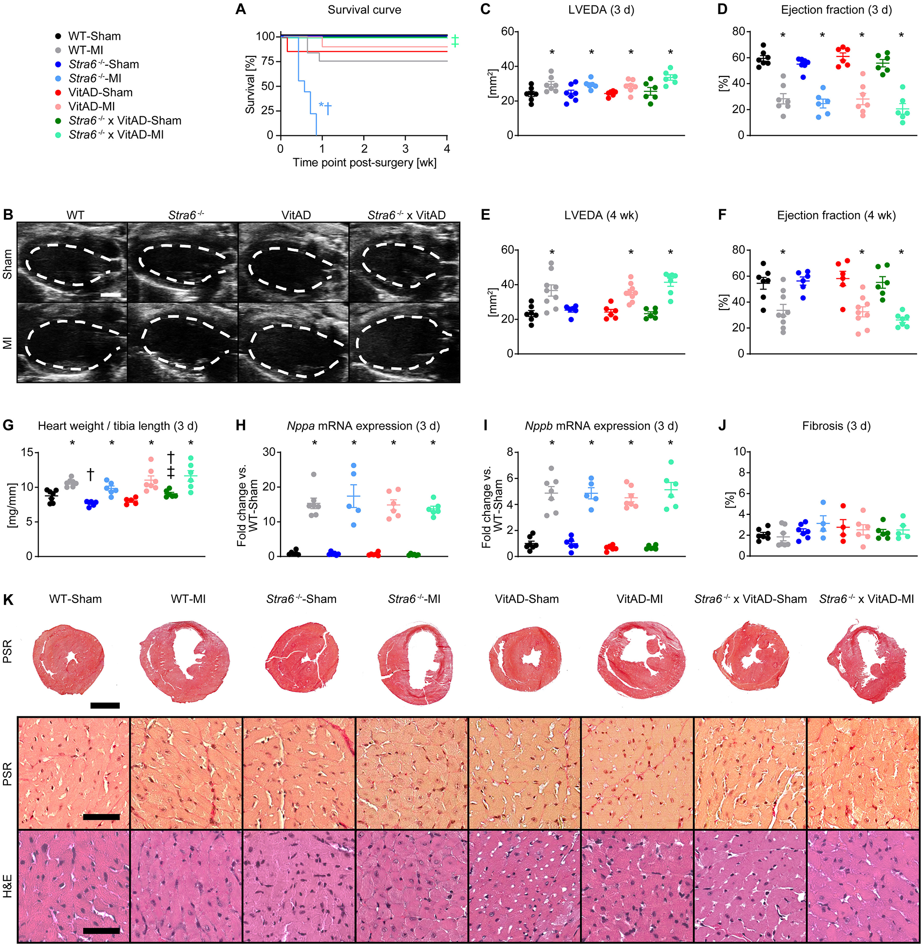 This image contains multiple panels illustrating a study on cardiac function. Panel A shows a survival curve comparing different groups post-surgery. Panel B displays ultrasound images of heart sections across four groups (WT, Stra6-/-, VitAD, and Stra6-/-×VitAD) under sham and myocardial infarction (MI) conditions. Panels C-F show graphs of left ventricular end-diastolic area (LVEDA) and ejection fraction at 3 and 4 weeks. Panel G presents heart weight to tibia length ratios. Panels H and I show mRNA expression changes for Nppa and Nppb. Panel J depicts fibrosis percentages. Panel K features histopathology images of heart tissue stained with PSR and H&E.