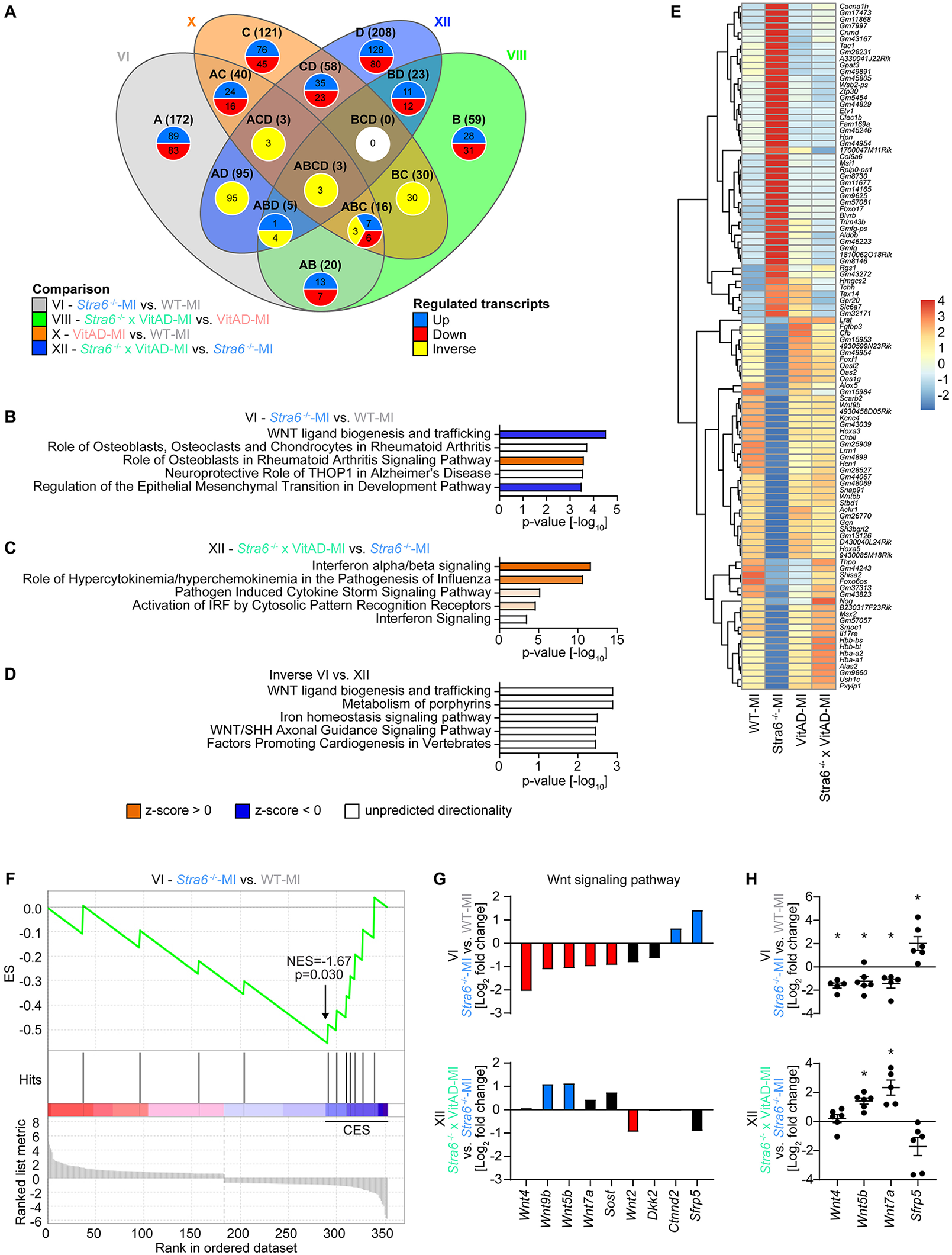Venn diagram (A) shows the regulation of transcripts with comparisons of different conditions. Bar charts (B, C, D) illustrate pathways with p-values. Heatmap (E) displays transcript expression levels. Line graph (F) indicates enrichment scores for gene sets. Bar graphs (G) show log fold changes in Wnt signaling pathway genes. Scatter plots (H) present expression data with statistical significance marked by asterisks.