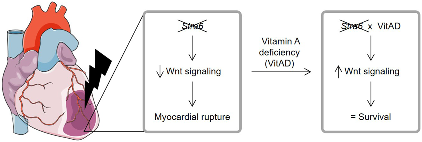 Diagram illustrating the impact of vitamin A deficiency on the heart. On the left, the lack of Stra6 gene leads to decreased Wnt signaling and myocardial rupture. On the right, vitamin A deficiency increases Wnt signaling, resulting in survival.