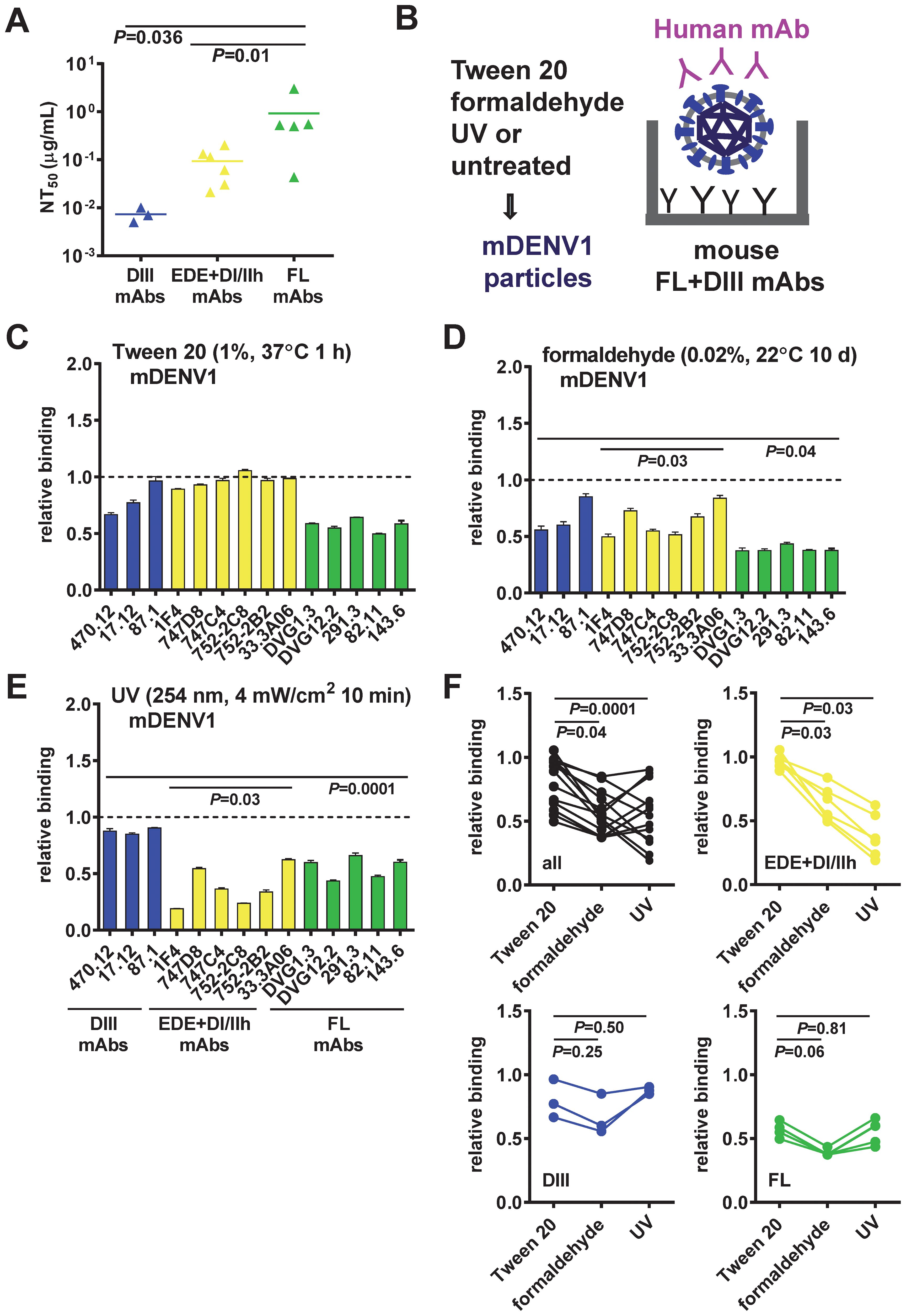 Graphs and a diagram related to a study on mDENV1 particle treatments. Panel A shows a scatter plot of NT50 values for different mAbs. Panel B is a diagram illustrating mDENV1 particle treatment with Tween 20, formaldehyde, or UV, and binding to mAbs. Panels C to E display bar graphs indicating relative binding under different conditions: Tween 20, formaldehyde, or UV treatment. Panel F contains line graphs comparing binding across treatments with statistical significance indicated.
