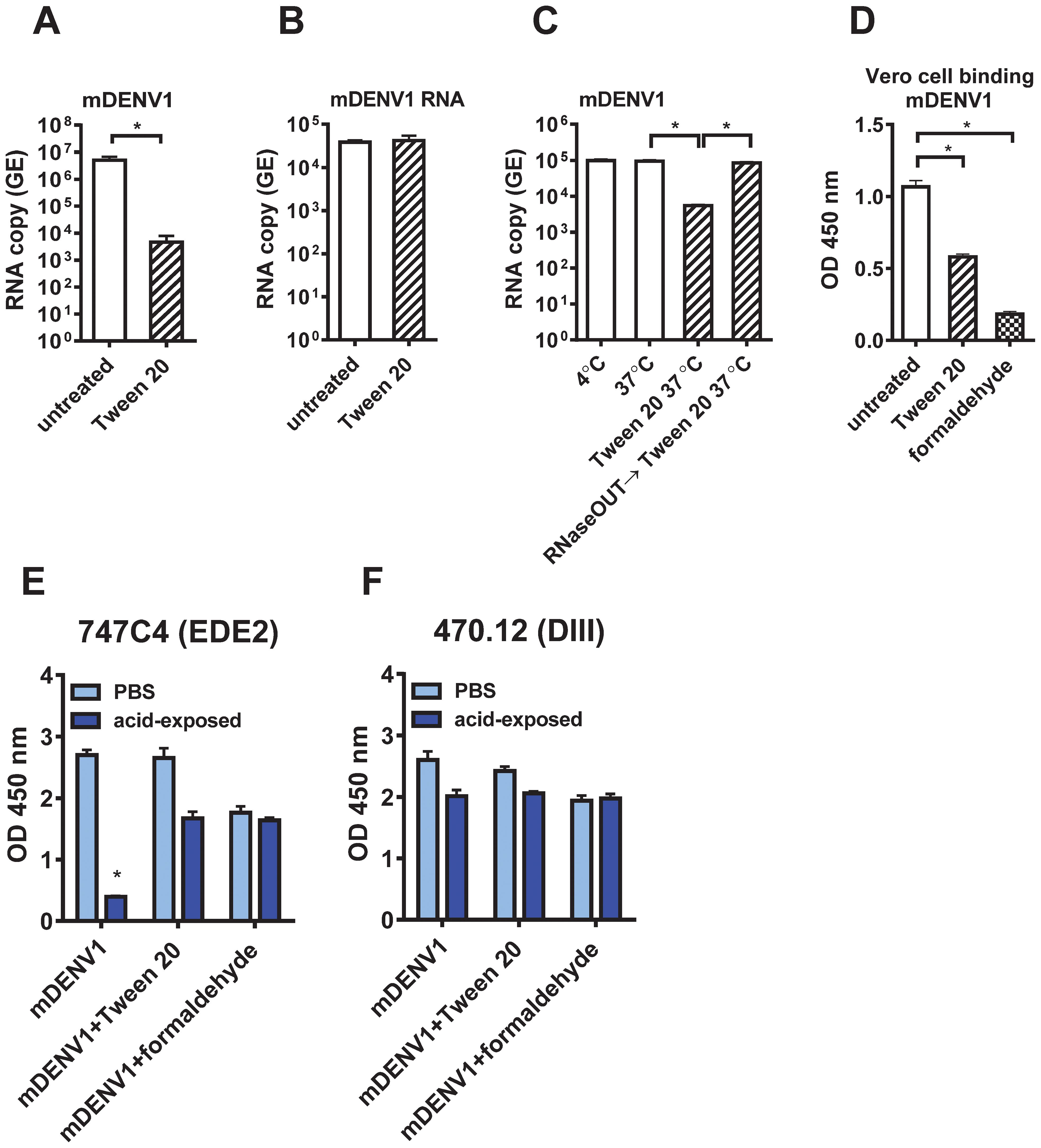 Six bar graphs labeled A to F show various experimental results related to mDENV1 RNA and protein binding. Graph A shows decreased RNA copy in Tween 20 treated samples. Graph B shows stable levels regardless of treatment. Graph C displays changes in copy numbers at different conditions. Graph D shows differences in binding between untreated and Tween 20- or formaldehyde-treated samples. Graph E and F compare the binding of two mAbs under PBS and acid-exposed conditions, with significant variability in responses to different treatments. Asterisk indicates statistical significance where applicable.