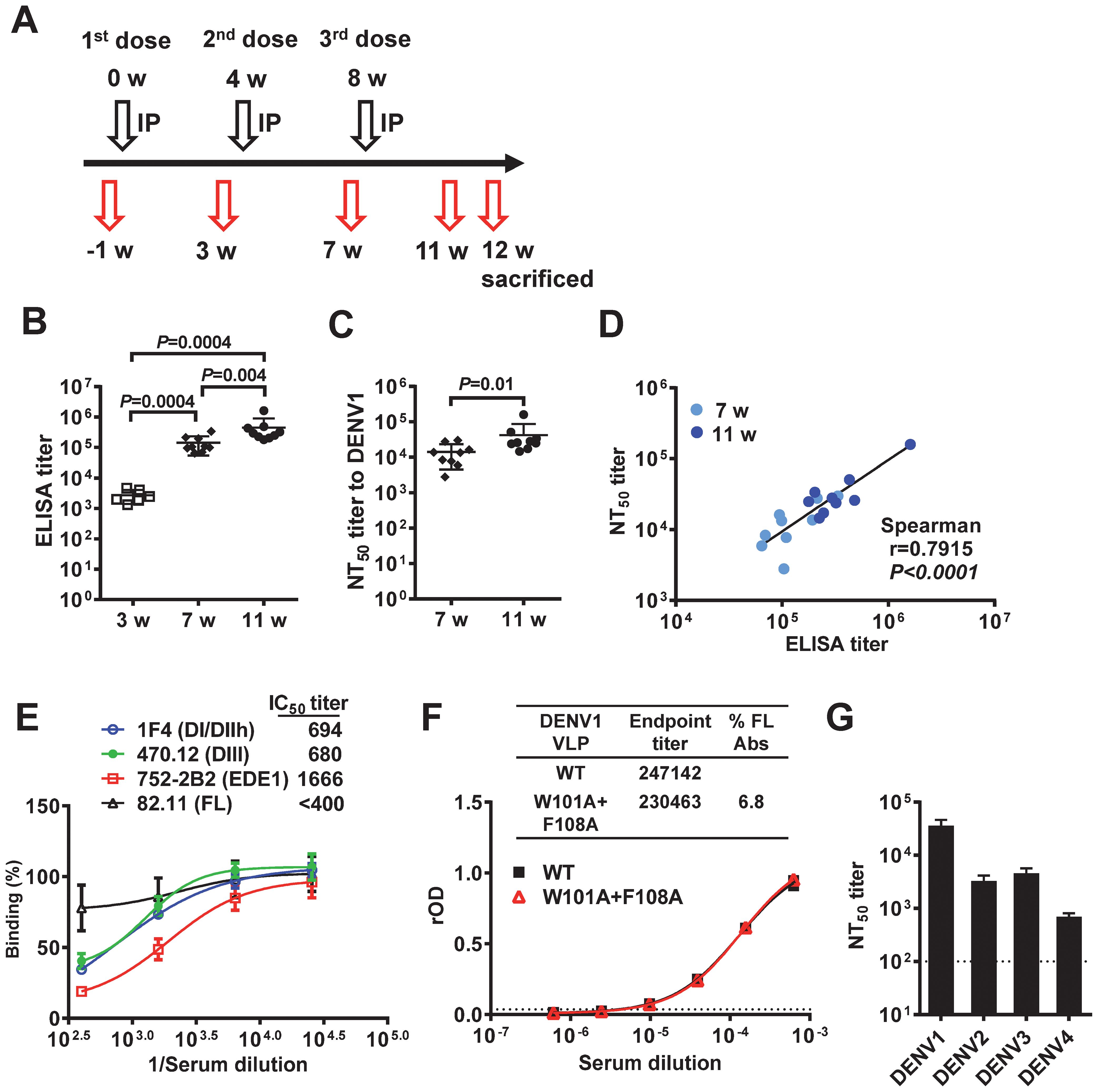 A group of related charts and diagrams. A: Timeline of vaccine doses administered at weeks 0, 4, and 8, with sacrifice at week 12. B: ELISA titer graph showing significant increases from week 3 to weeks 7 and 11. C: NTâ‚…â‚€ titer to DENV1 showing an increase from weeks 7 to 11. D: Correlation graph of NTâ‚…â‚€ and ELISA titers with indicated Spearman correlation. E: Binding percentage versus serum dilution, comparing four different monoclonal antibodies and their ICâ‚…â‚€ titers. F: Graph comparing rOD with serum dilution for WT and FL-mutant VLP. G: Bar graph showing NTâ‚…â‚€ titers across DENV1 to DENV4.