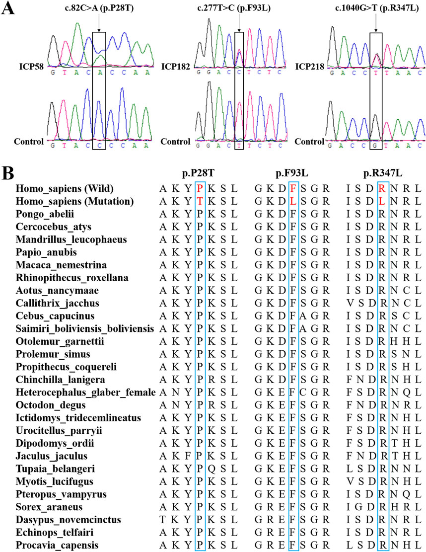 Section A shows chromatograms of DNA sequences highlighting mutations: c.82C>A (p.P28T), c.277T>C (p.F93L), and c.1040G>T (p.R347L) compared to controls. Section B lists amino acid sequences of various species, showcasing differences at the mutations p.P28T, p.F93L, and p.R347L.
