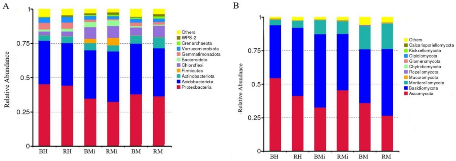 Bar charts labeled A and B compare the relative abundance of microbial taxa in different samples: BH, RH, BMi, RMi, BM, and RM. Chart A displays bacterial phyla, with prominent categories including Proteobacteria, Actinobacteriota, and Bacteroidota. Chart B shows fungal phyla, featuring Ascomycota and Basidiomycota as significant groups. Both charts use a color-coded legend to indicate various taxa.