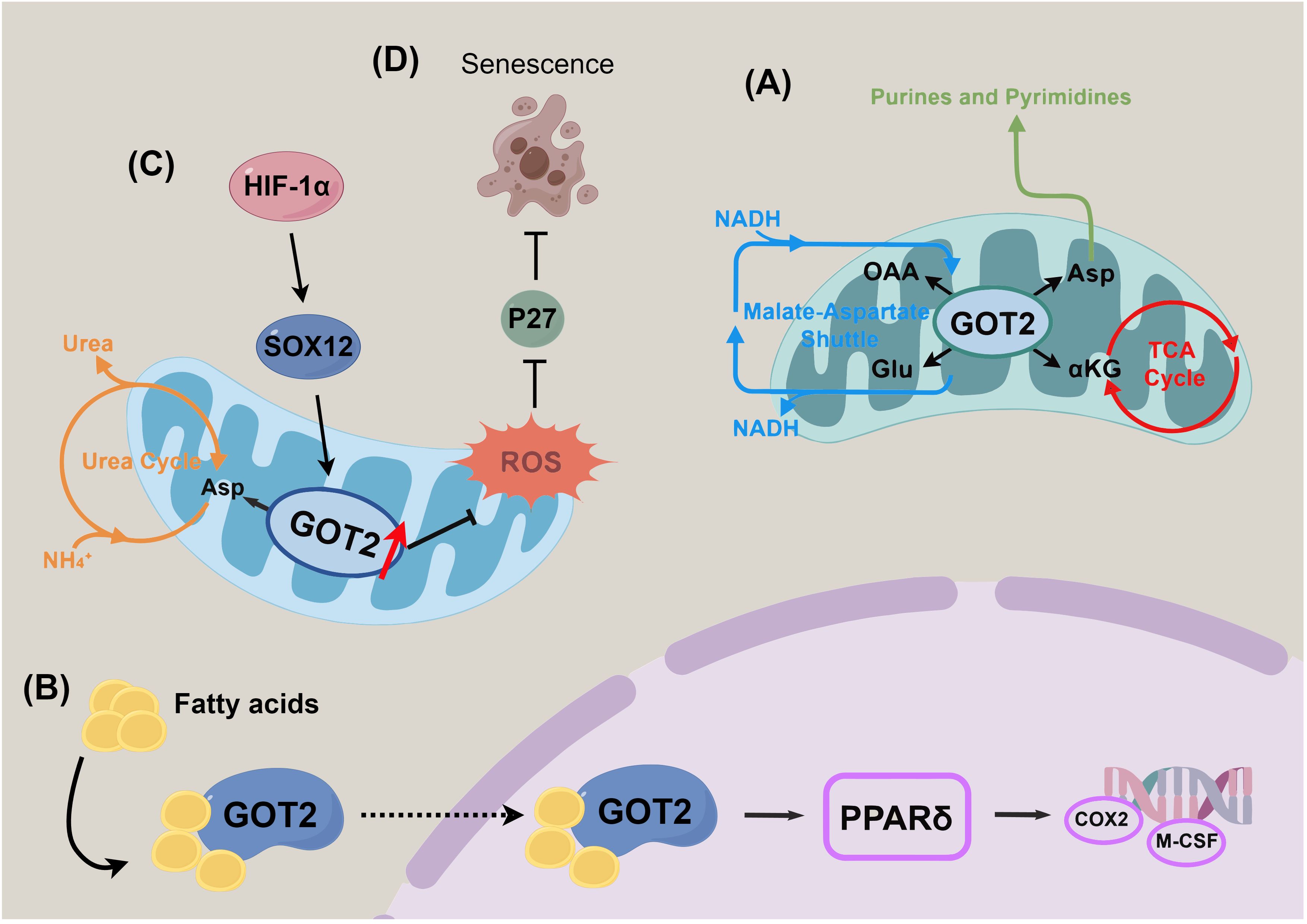 Diagram showing metabolic pathways involving GOT2 in a cell. (A) GOT2 participates in the malate-aspartate shuttle and TCA cycle, impacting purine and pyrimidine synthesis. (B) GOT2 influences fatty acids and PPARδ activation. (C) HIF-1α and SOX12 regulate GOT2, affecting the urea cycle. (D) Reactive oxygen species lead to senescence via P27 induction.