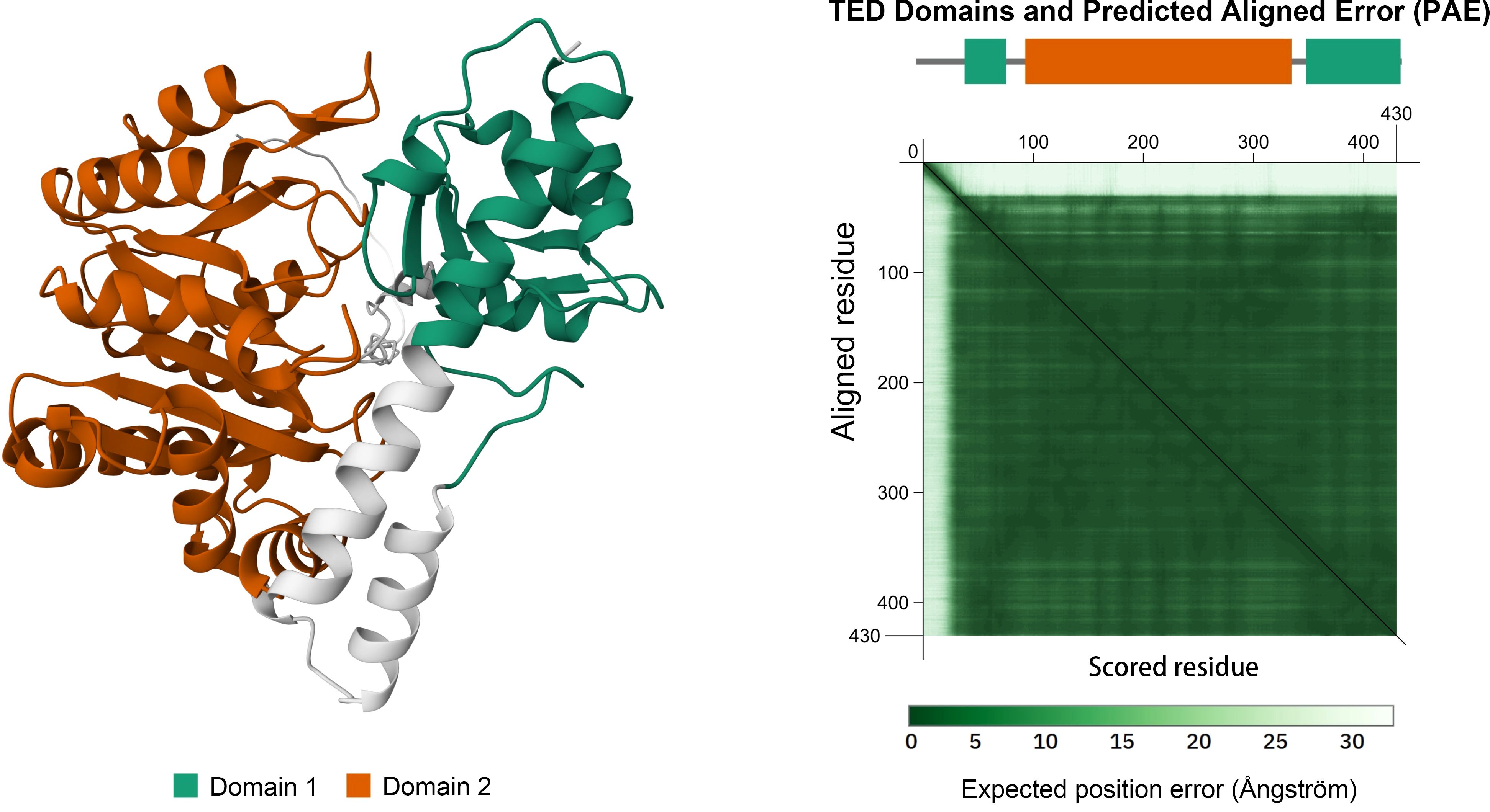 Molecular model and chart. Left: Protein structure with Domain 1 in green and Domain 2 in orange. Right: Heatmap titled “TED Domains and Predicted Aligned Error (PAE)” shows expected position error in angstroms, ranging from 0 to over 30, with a gradient scale beneath. Axes labeled “Aligned residue” and “Scored residue.