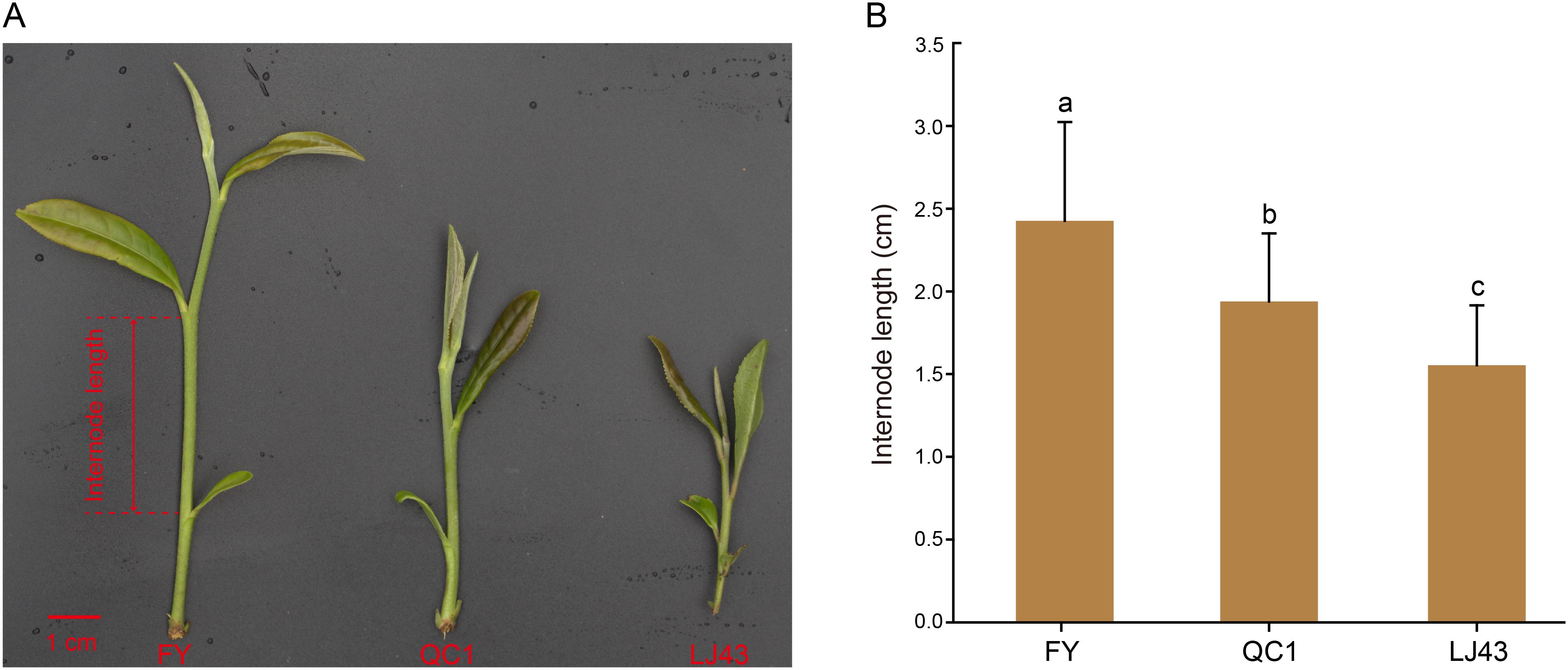 Three plant cuttings labeled FY, QC1, and LJ43 showing varying internode lengths, placed on a gray background. A red scale indicates measurement. Adjacent is a bar graph depicting internode lengths in centimeters for FY, QC1, and LJ43, with error bars and labeled values: FY is the longest, and LJ43 the shortest.