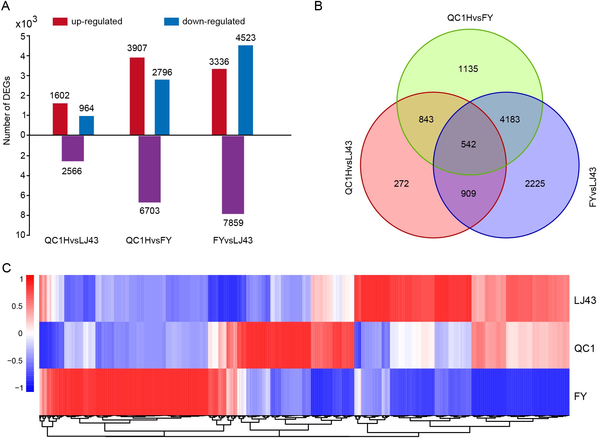 Bar chart (A) shows differential expression of genes across three comparisons: QC1 versus LJ43, QC1 versus FY, and FY versus LJ43, with red for up-regulated and blue for down-regulated genes. Venn diagram (B) depicts overlapping and unique gene counts: 542 overlap among all, 272 in QC1 versus LJ43, 1135 in QC1 versus FY, 2225 in FY versus LJ43, and other intersections. Heatmap (C) presents gene expression patterns across samples LJ43, QC1, and FY with a color scale from blue (low) to red (high) indicating expression levels.