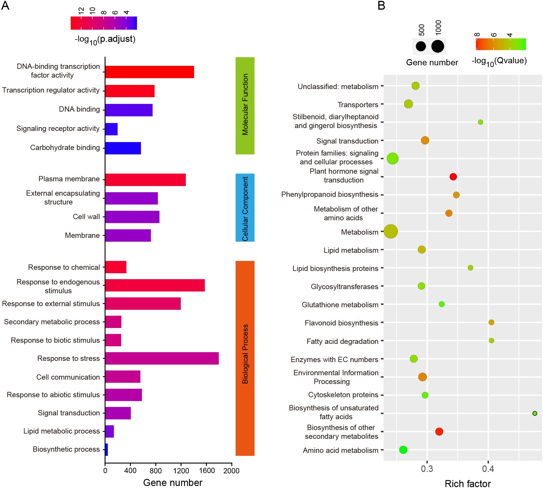 Bar and bubble charts compare gene categories. Chart A shows gene numbers across functions like DNA binding and stress response, with color indicating significance levels. Chart B displays gene enrichment in processes like metabolism and biosynthesis, with bubble size representing gene number and color showing Q-value.