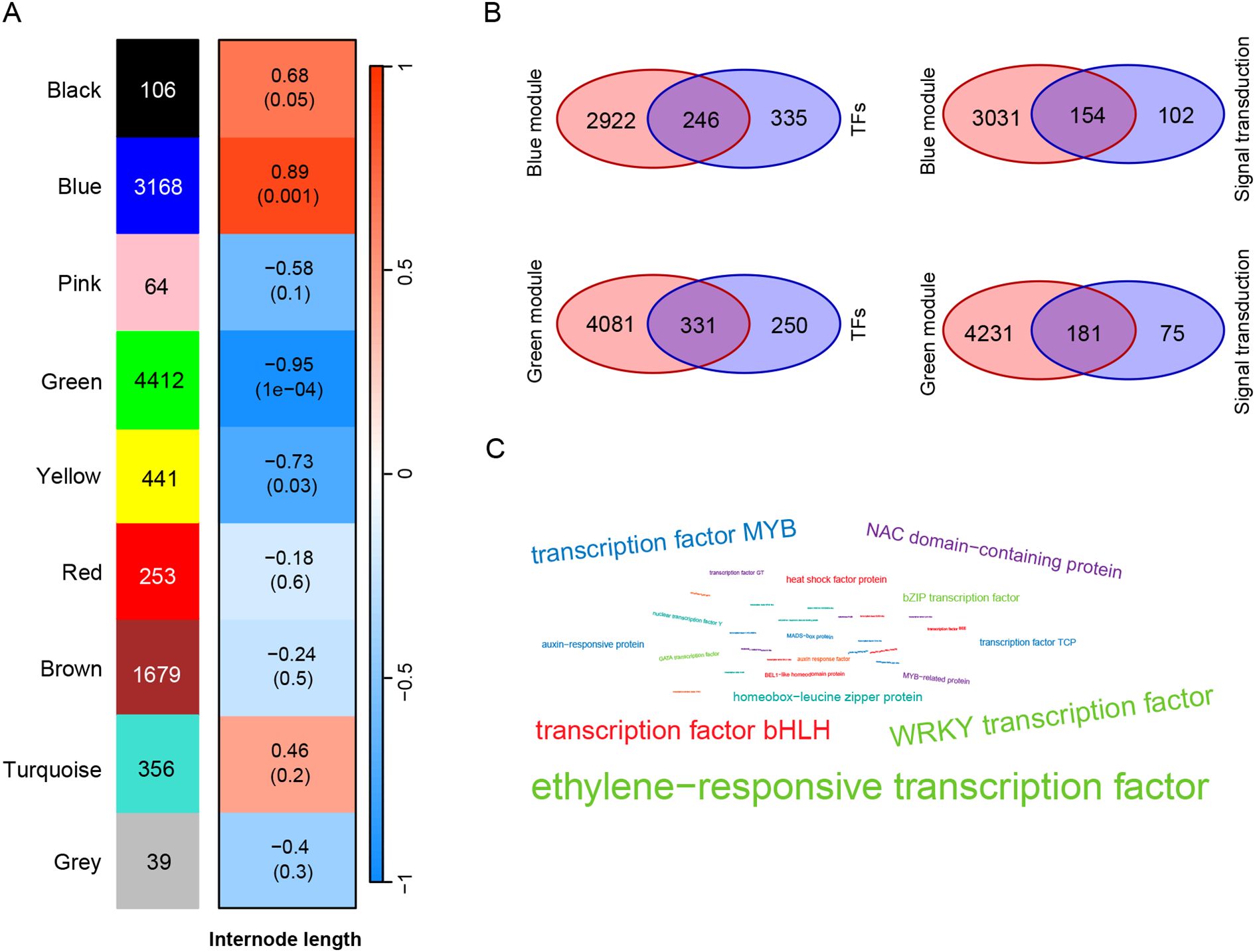 A three-panel figure analyzing gene modules and their associations. Panel A displays a heatmap of internode lengths with color-coded modules and their corresponding values. Panel B features Venn diagrams comparing transcription factors and signal transduction components within blue and green gene modules. Panel C presents a word cloud emphasizing various transcription factors, such as MYB, bHLH, and ethylene-responsive factors, highlighting their relative significance.