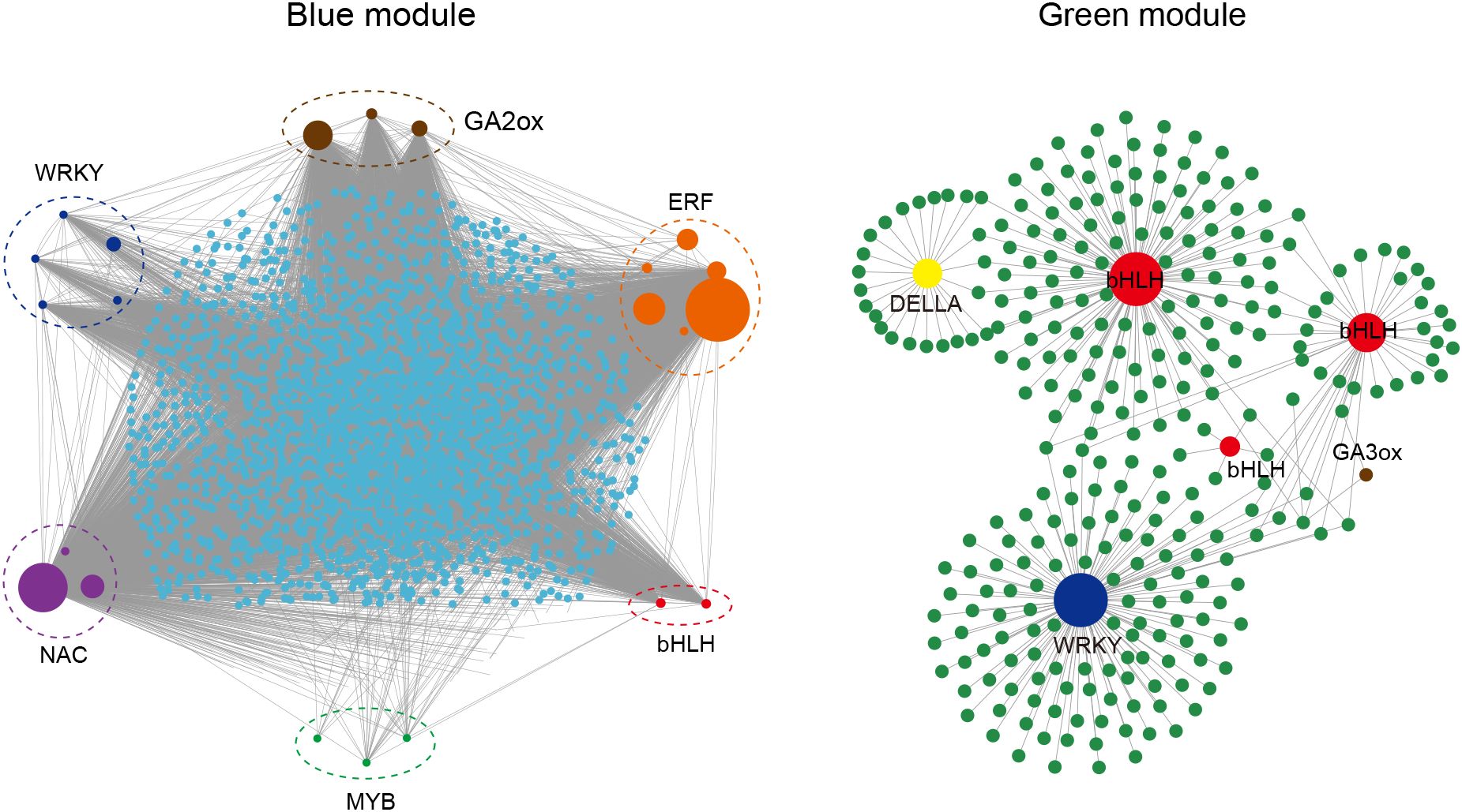 Network diagram illustrating two modules: the Blue module on the left and the Green module on the right. The Blue module contains clusters labeled WRKY, GA2ox, ERF, bHLH, MYB, and NAC, represented by nodes of varying sizes and colors connected by grey lines. The Green module features clusters labeled bHLH, DELLA, GA3ox, and WRKY, also depicted by nodes of varying sizes and colors connected by black lines. The layout shows complex interconnections among nodes in each module.
