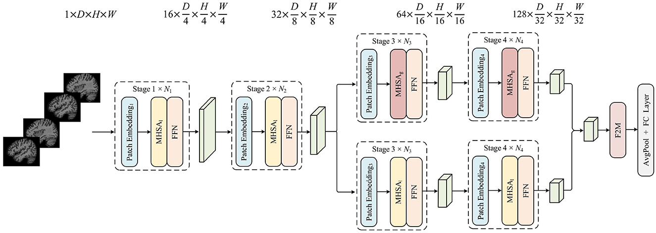 Flowchart showing a neural network architecture for image processing. It begins with a stack of four grayscale brain scans labeled as dimensions 1 × D × H × W. These pass through four stages, each with patch embedding and MHS-A with FFN components. The stages progressively halve the dimensions from 16×D4×H4×W4 to 128×D32×H32×W32. Outputs are combined and fed into a fully connected layer for analysis.
