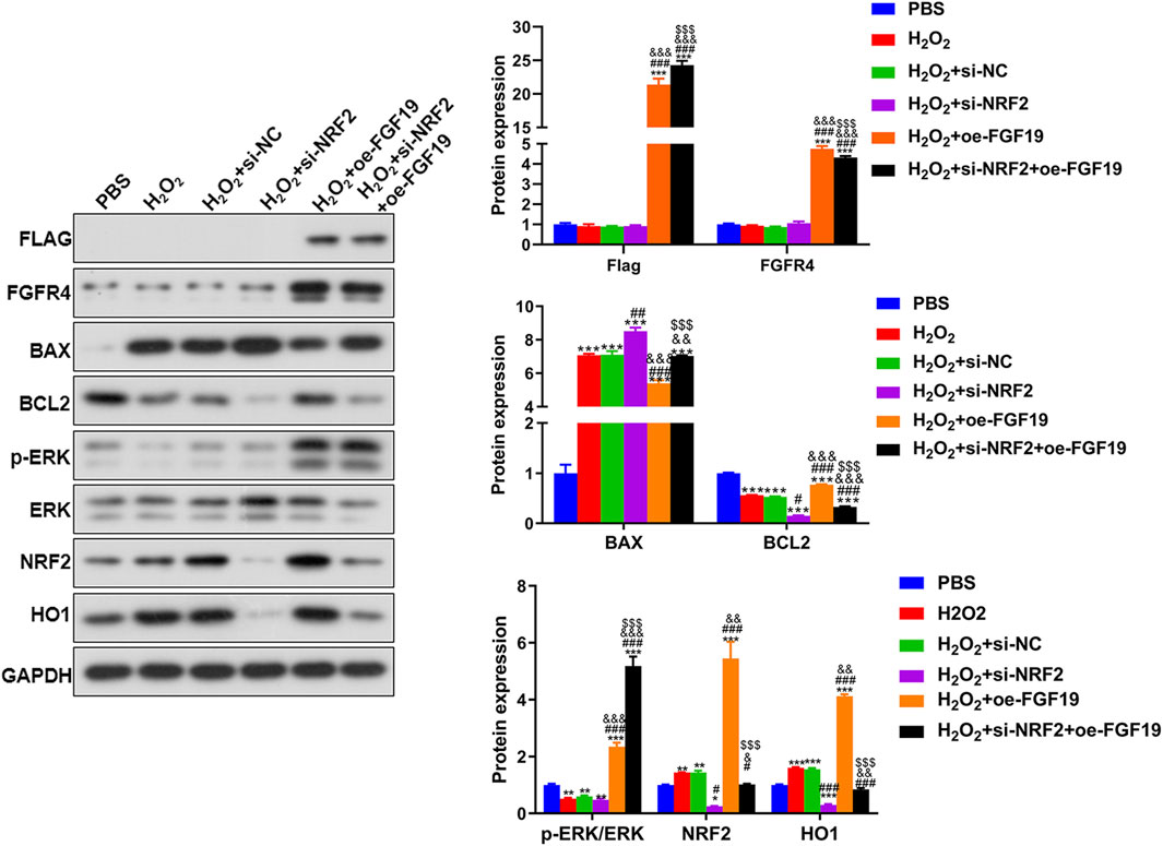 Western blot analysis and bar graphs showing protein expression levels of FLAG, FGFR4, BAX, BCL2, p-ERK, ERK, NRF2, and HO1 under different treatments: PBS, Hâ‚‚Oâ‚‚, Hâ‚‚Oâ‚‚+si-NC, Hâ‚‚Oâ‚‚+si-NRF2, Hâ‚‚Oâ‚‚+oe-FGF19, and Hâ‚‚Oâ‚‚+si-NRF2+oe-FGF19. GAPDH is used as a control. The bar graphs illustrate the quantified expression data, with statistical significance denoted by symbols such as ***, ###, and &&&.