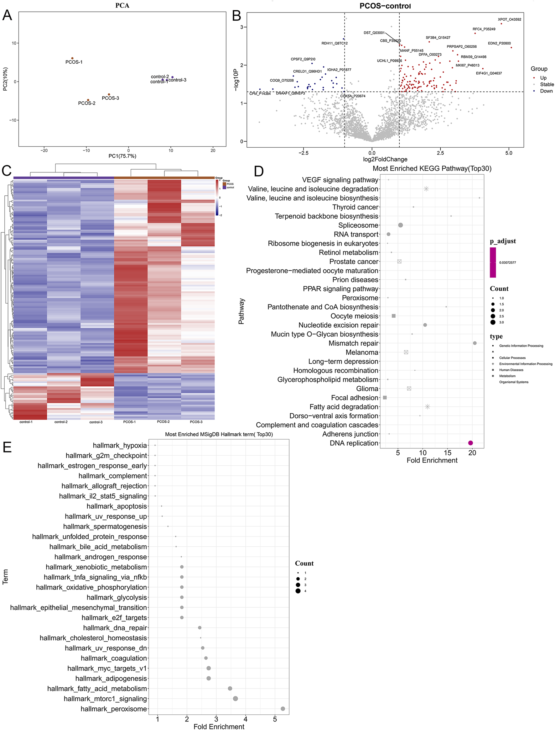 Multifaceted analysis of gene expression in PCOS versus control groups, featuring: (A) PCA plot showing separation; (B) volcano plot depicting differentially expressed genes; (C) heatmap illustrating gene expression patterns; (D) KEGG pathway enrichment dot plot; (E) MSigDB Hallmark term enrichment plot. Key findings include specific upregulated and downregulated pathways related to PCOS.