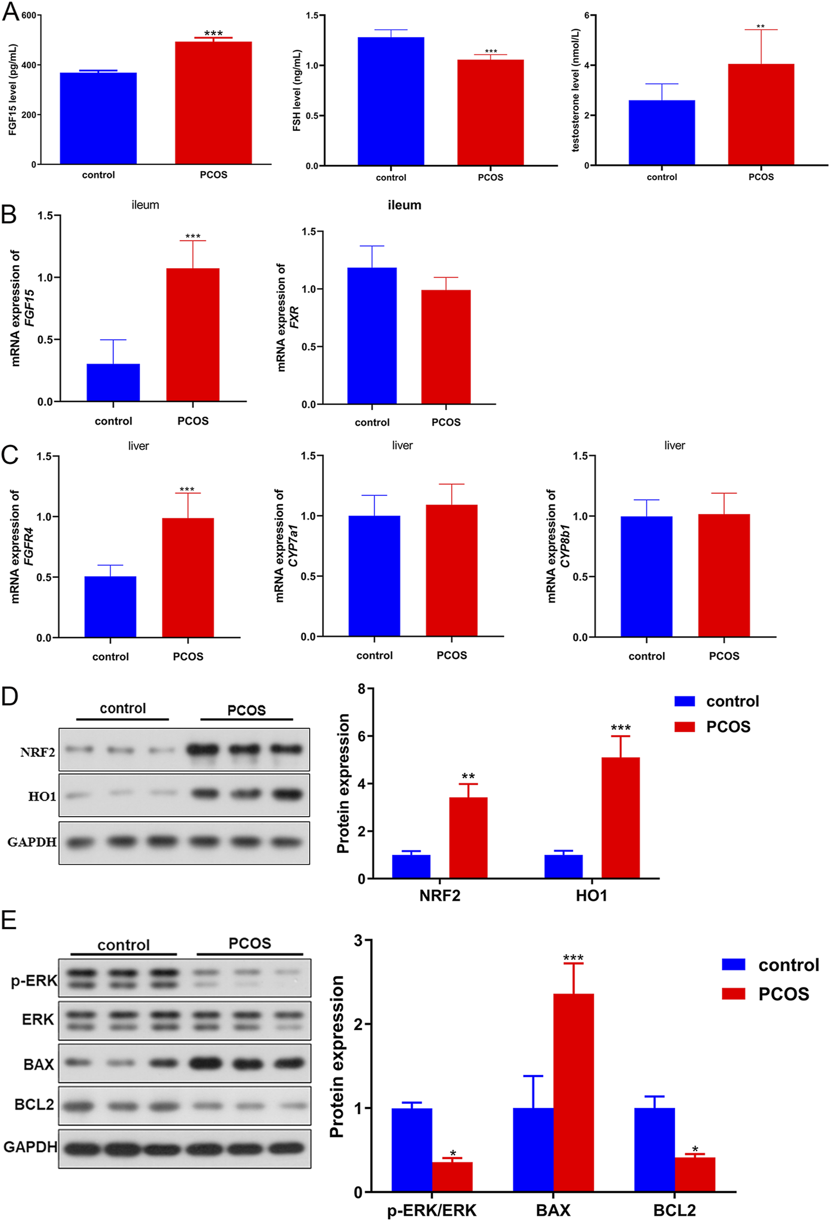 Graphical analysis comparing control and PCOS groups. Panel A shows FGF15, FSH, and testosterone levels. Panel B depicts mRNA expression of FGF15 and FXR in the ileum. Panel C presents mRNA expression of FGF15, CYP7a1, and CYP8b1 in the liver. Panel D displays protein expression of NRF2 and HO1. Panel E shows protein expression ratios of p-ERK/ERK, BAX, and BCL2. Significant differences are marked with asterisks.