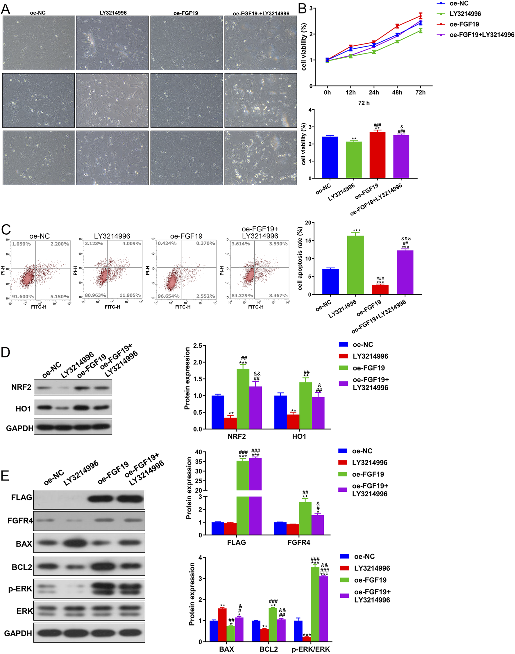 A panel of images and graphs displaying experimental results. A) Microscopic images of cells under four conditions: oe-NC, LY3214996, oe-FGF19, and oe-FGF19+LY3214996. B) Line and bar graphs showing cell viability over time for each condition.C) Scatter plots and a bar graph indicating cell apoptosis rates under the same conditions.D) Western blots and corresponding bar graphs for NRF2 and HO1 protein expression across the conditions.E) Western blots for FLAG, FGFR4, BAX, BCL2, and p-ERK/ERK, with accompanying bar graphs displaying expression levels for each condition.