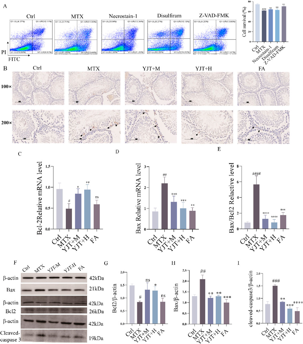 Panel A displays flow cytometry results with five conditions: Ctrl, MTX, Necrostatin-1, Disulfiram, and Z-VAD-FMK, alongside a cell survival bar graph. Panel B shows microscopic images at magnifications of 100x and 200x under different conditions. Panels C, D, and E present bar graphs of relative mRNA levels for Bcl-2 and Bax. Panel F contains Western blot images for β-actin, Bax, Bcl-2, and cleaved-caspase 3 across various treatments. Panels G, H, and I show quantitative bar graphs for protein expression levels related to β-actin.