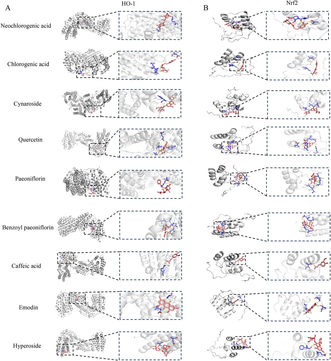 Molecular docking diagrams show interactions of compounds with HO-1 and Nrf2 proteins. Panel A displays interactions with HO-1 for compounds like neochlorogenic acid and quercetin. Panel B shows interactions with Nrf2. Each compound's structure is highlighted in red within the protein binding sites.
