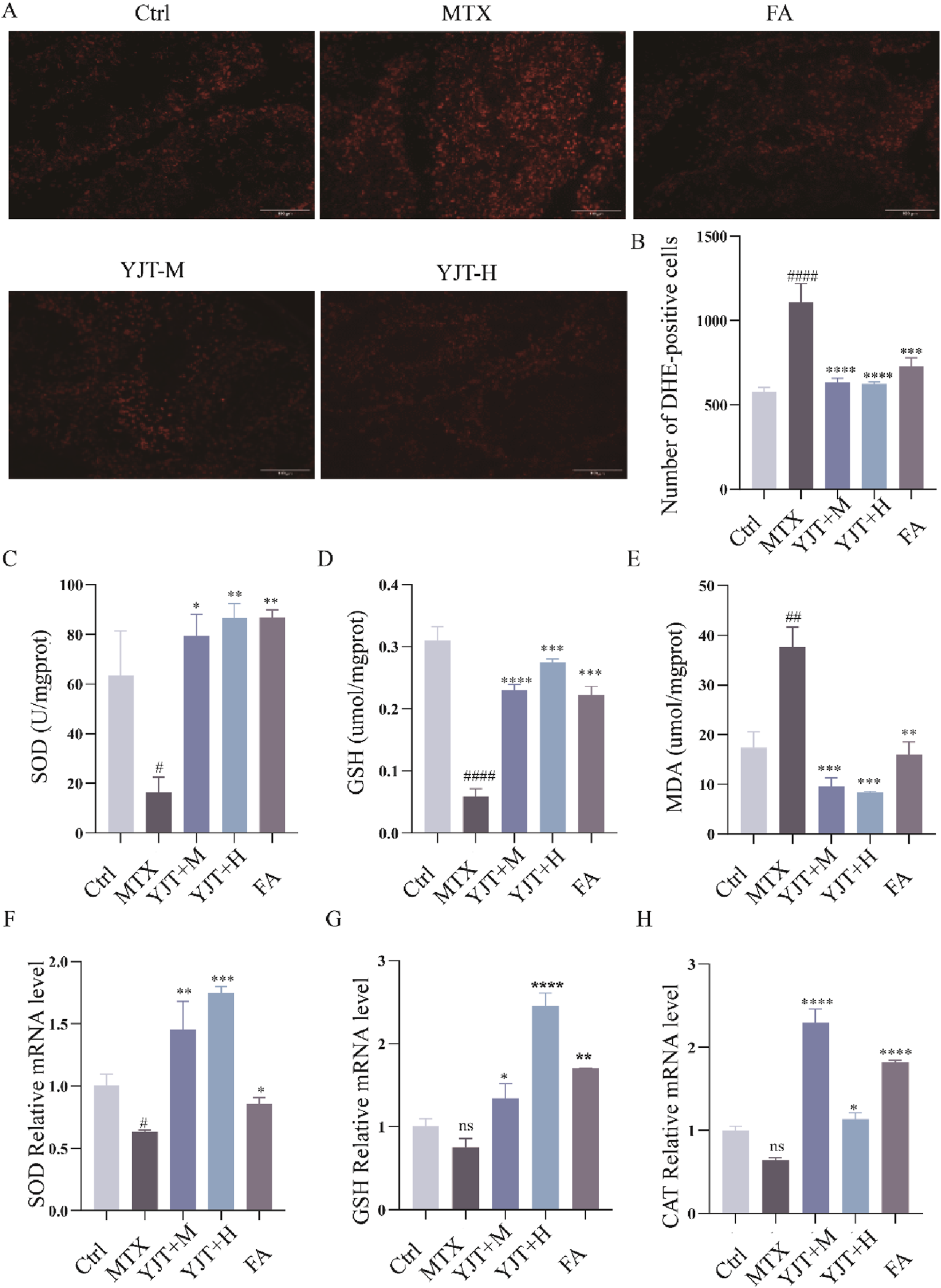 Panel A displays fluorescence microscopy images of cells under different treatments: Ctrl, MTX, FA, YJT-M, and YJT-H. Panels B to H present bar graphs showing various biochemical markers: Panel B shows the number of DHE-positive cells, Panel C displays SOD levels, Panel D shows GSH levels, Panel E highlights MDA levels, Panel F demonstrates SOD mRNA levels, Panel G shows GSH mRNA levels, and Panel H describes CAT mRNA levels. The graphs compare the effects of different treatments, with statistical significance indicated by asterisks and hash symbols.