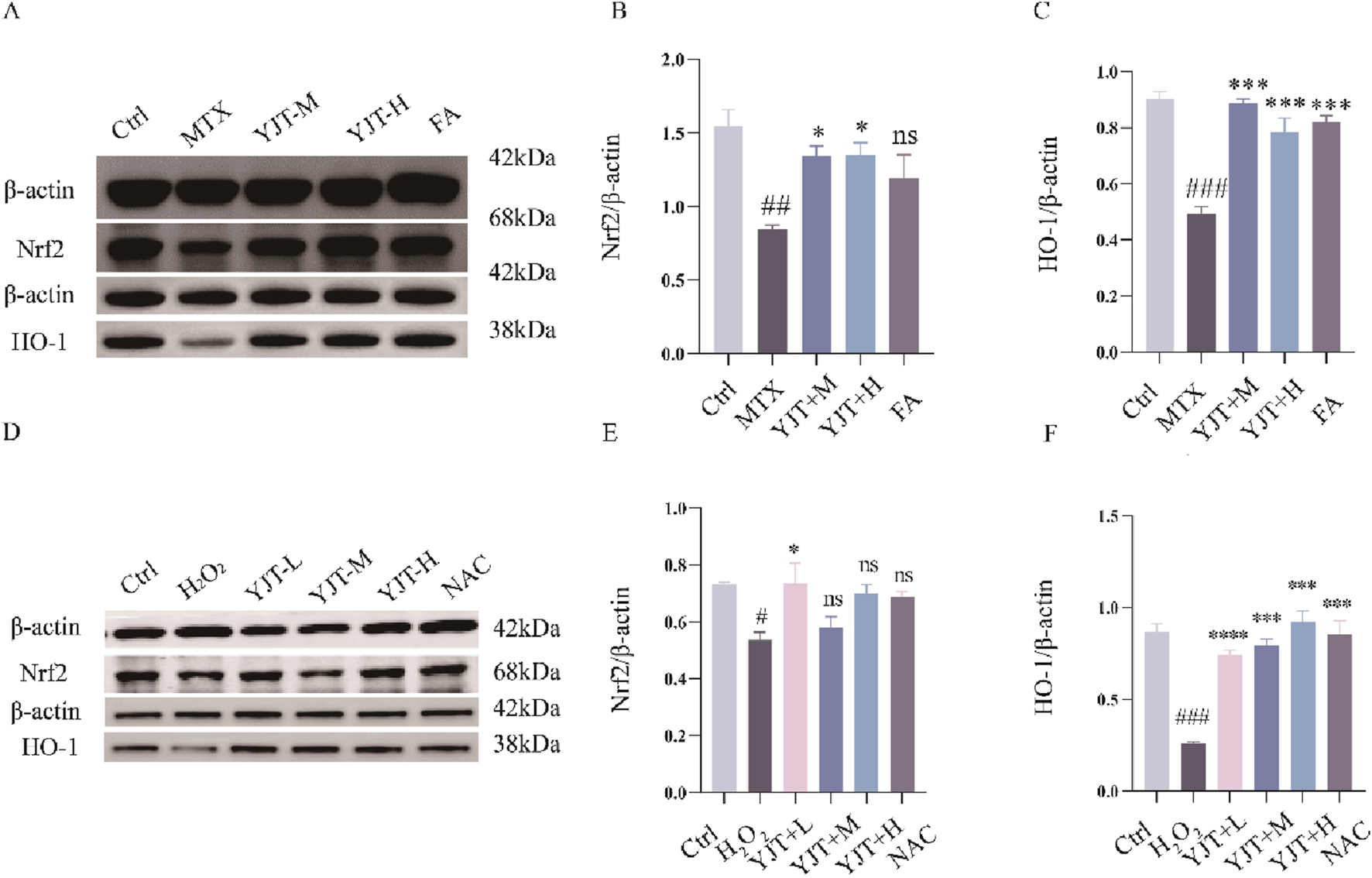 Western blot and bar graph analysis of protein expression. Panels A and D show Western blots for β-actin, Nrf2, and HO-1 under different treatments: Ctrl, MTX, YJT-M, YJT-H, FA (Panel A) and Ctrl, H2O2, YJT-L, YJT-M, YJT-H, NAC (Panel D). Panels B, C, E, and F present corresponding bar graphs quantifying Nrf2 and HO-1 levels normalized to β-actin with significance indicators.