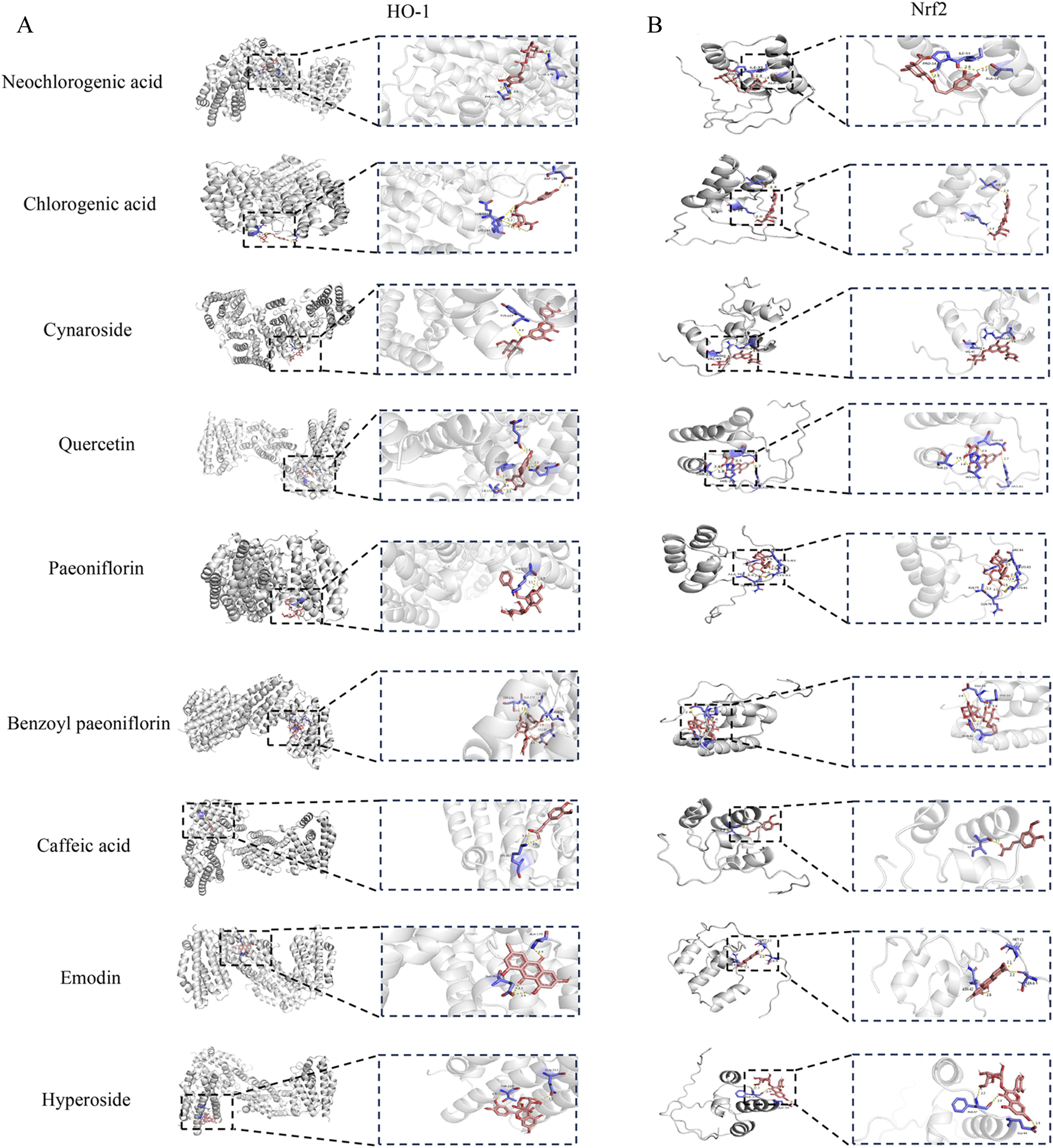 Molecular docking diagrams show interactions of compounds with HO-1 and Nrf2 proteins. Panel A displays interactions with HO-1 for compounds like neochlorogenic acid and quercetin. Panel B shows interactions with Nrf2. Each compound's structure is highlighted in red within the protein binding sites.