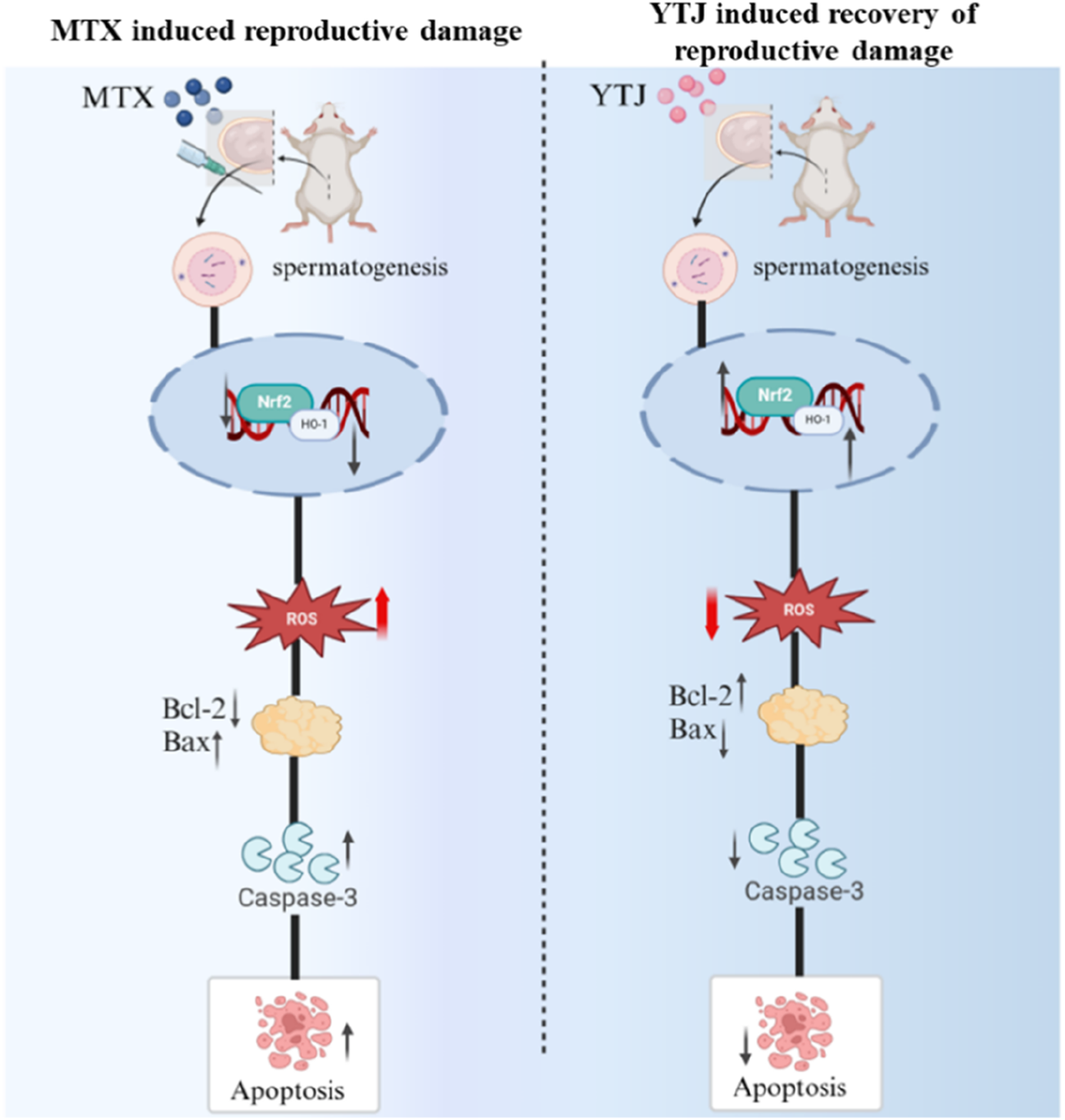 Diagram showing MTX-induced reproductive damage on the left and YTJ-induced recovery on the right. MTX disrupts spermatogenesis, increases ROS, and results in apoptosis. YTJ reduces ROS, increases Bcl-2, and decreases apoptosis, promoting recovery.