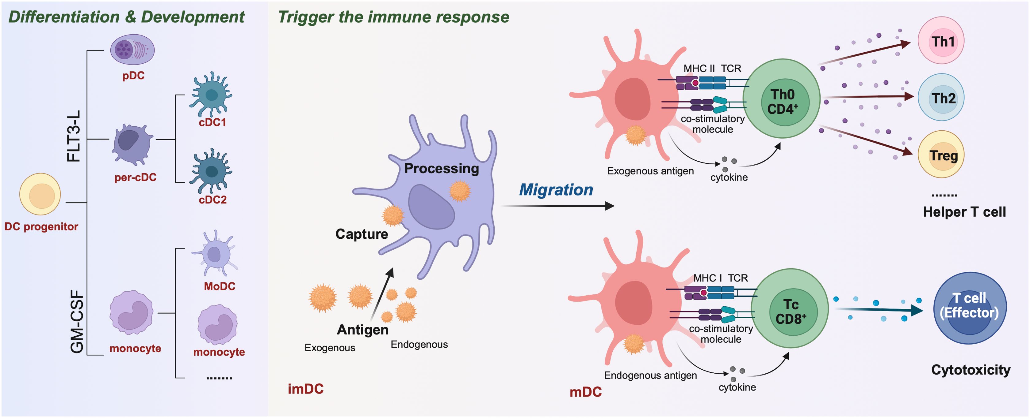 Diagram illustrating dendritic cell differentiation and immune response activation. On the left, the differentiation pathway starts with a DC progenitor developing into various dendritic cells, influenced by FLT3-L and GM-CSF. On the right, dendritic cells capture antigens and process them, then migrate to activate T cells. Exogenous antigen triggers Th0 CD4+ helper T cells, which differentiate into Th1, Th2, and Treg cells. Endogenous antigen triggers Tc CD8+ cells, leading to effector T cell activation and cytotoxicity.