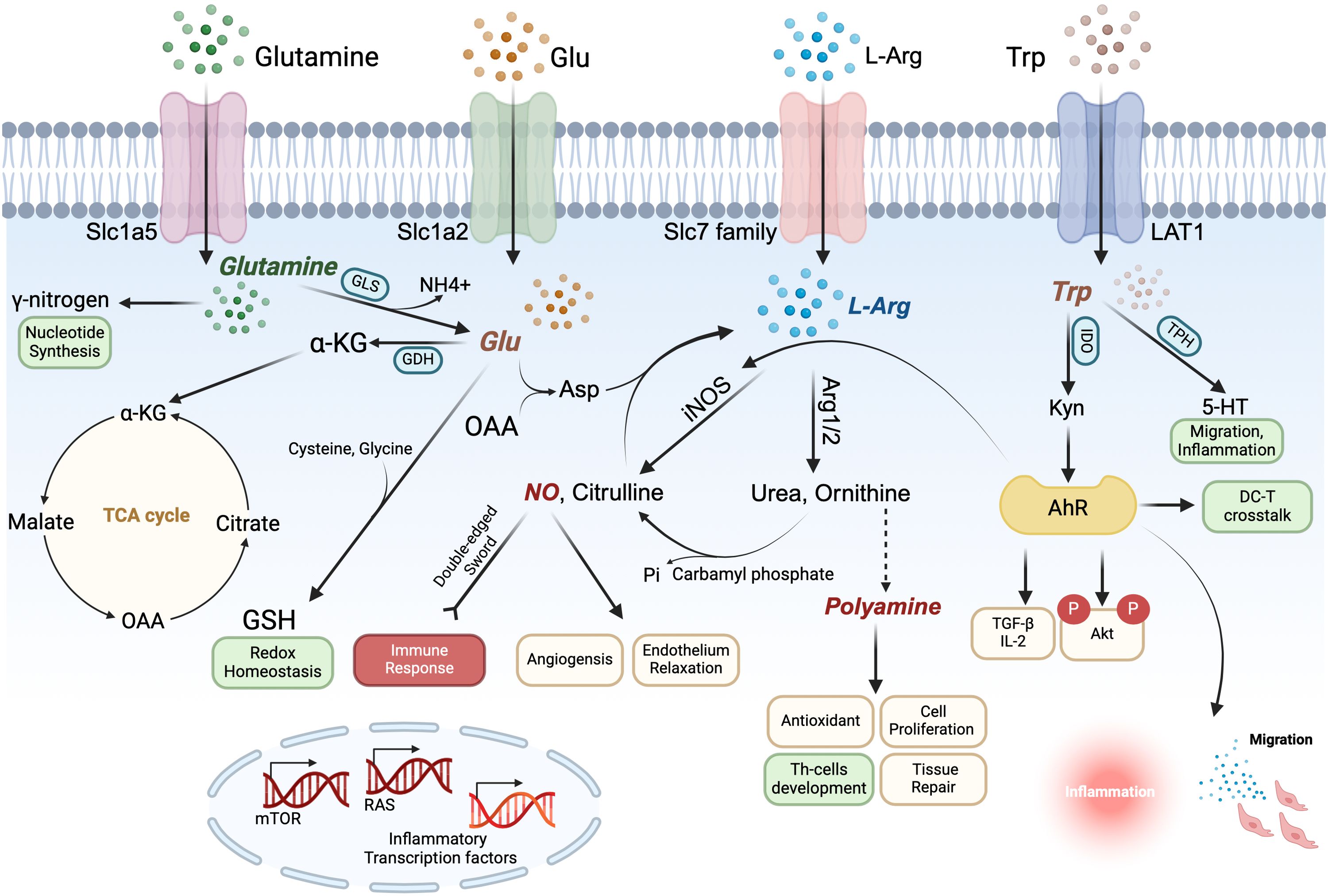 Diagram illustrating amino acid metabolism pathways involving glutamine, glutamate (Glu), L-arginine (L-Arg), and tryptophan (Trp). It includes various enzymes, transporters, and processes like nucleotide synthesis, TCA cycle, polyamine production, and immune response. Glutamine and L-arg participate in redox homeostasis and endothelial relaxation. Trp is involved in AhR activation affecting inflammation and migration.