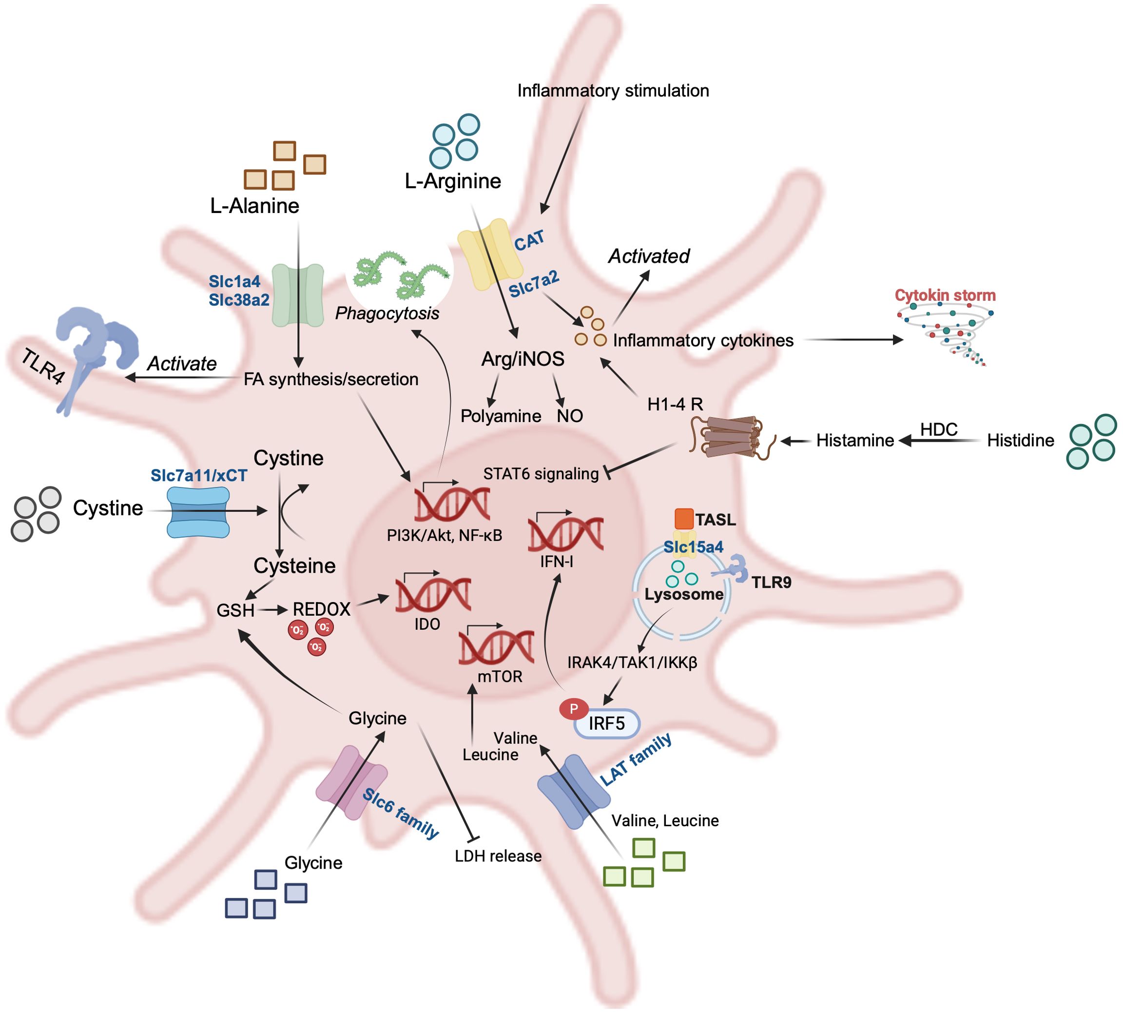 Diagram illustrating inflammatory signaling pathways in a cell, highlighting interactions of amino acids like L-alanine, L-arginine, cysteine, glycine, valine, and leucine. It shows activation of pathways such as TLR4 leading to phagocytosis, STAT6 signaling, and production of inflammatory cytokines. Key proteins and transporters like CAT, SLC7A2, and TASL are involved. The involvement of histamine and cytokine storms is also depicted, along with processes like FA synthesis, REDOX reactions, and NF-kB activation. The diagram is complex, displaying multiple biochemical interactions and cellular responses.