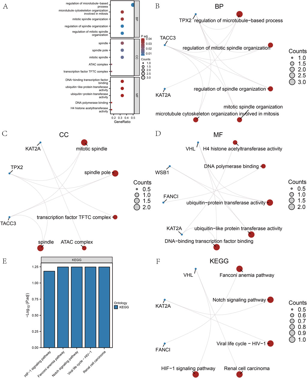 Complex diagram displaying various biological processes, molecular functions, and pathways across six panels (A-F). Panel A shows enriched pathways with dot plots indicating gene ratios and p-values. Panels B, C, D, and F are network diagrams illustrating relationships in biological processes (BP), cellular components (CC), molecular functions (MF), and KEGG pathways, with nodes and connecting lines. Nodes vary in size according to count data. Panel E features a bar graph depicting significant KEGG pathway involvement. Key terms include mitotic spindle, transcription factors, and signaling pathways.