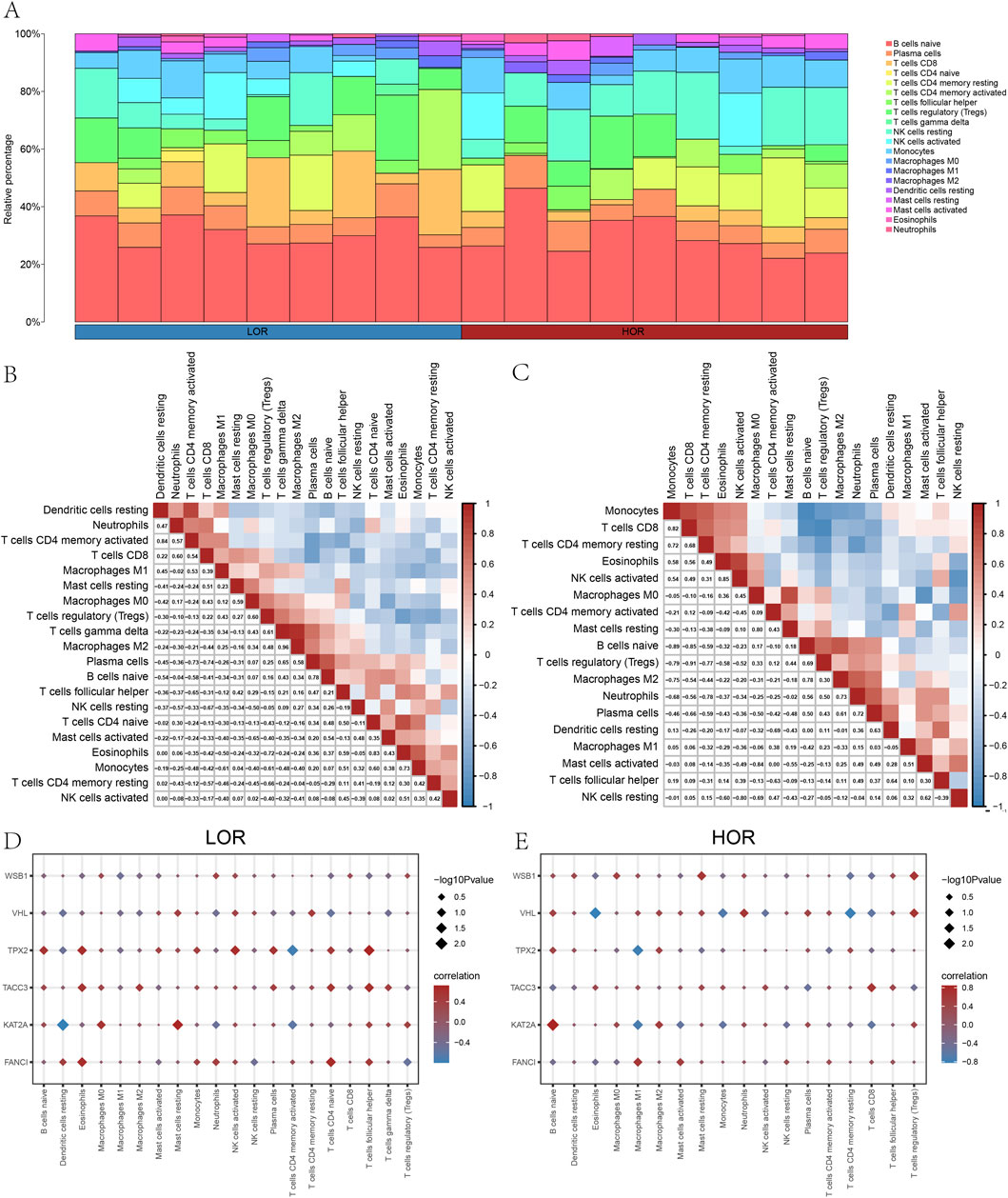 Panel A shows a stacked bar chart of immune cell proportions for samples labeled LOR and HOR. Panels B and C display correlation matrices of various immune cells, with color coding indicating correlation strength. Panels D and E present dot plots for LOR and HOR, respectively, illustrating gene correlations with immune cells. Dot size indicates significance, and color indicates correlation direction. Each panel includes a key for interpreting data and correlations.