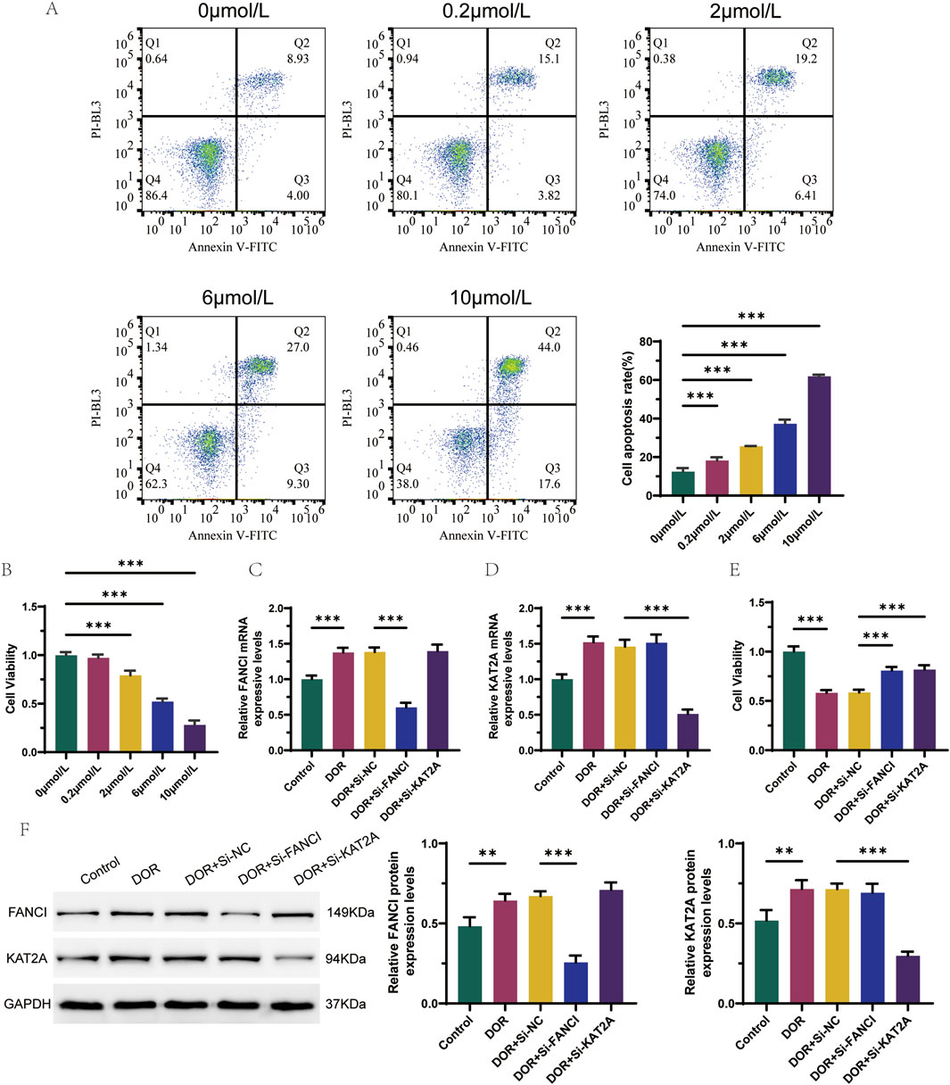 Scatter plots and bar graphs illustrate experimental data on cell apoptosis and viability at different concentrations (0 to 10 micromolars per liter). Increased concentration correlates with higher apoptosis rates, shown in the plots with clear upward trends. Bar graphs indicate comparative analysis of cell viability, FANCI/KAT2A mRNA, and protein expression levels across various treatment conditions. Western blots display protein bands for FANCI, KAT2A, and GAPDH, with associated bar graphs quantifying expression changes. Significant differences are noted with asterisks.