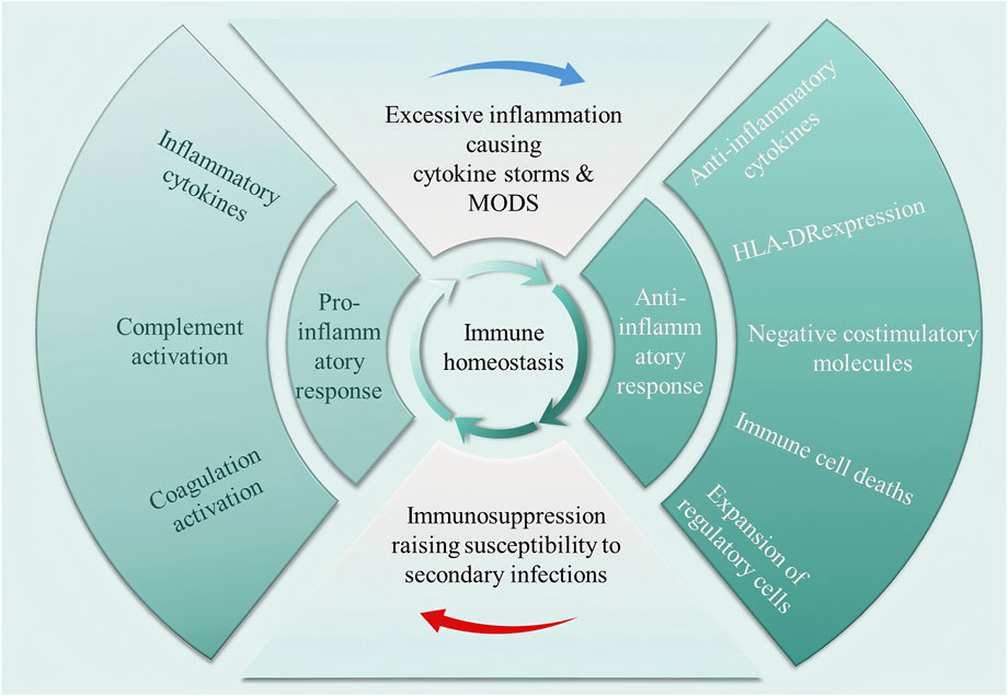 Diagram illustrating immune homeostasis. The center shows a balance between pro-inflammatory and anti-inflammatory responses. On the left, pro-inflammatory responses include inflammatory cytokines, complement activation, and coagulation activation, leading to excessive inflammation and potential cytokine storms. On the right, anti-inflammatory responses involve anti-inflammatory cytokines, HLA-DR expression, negative costimulatory molecules, immune cell deaths, and regulatory cell expansion, potentially leading to immunosuppression and susceptibility to secondary infections. Arrows indicate the dynamic between these processes.